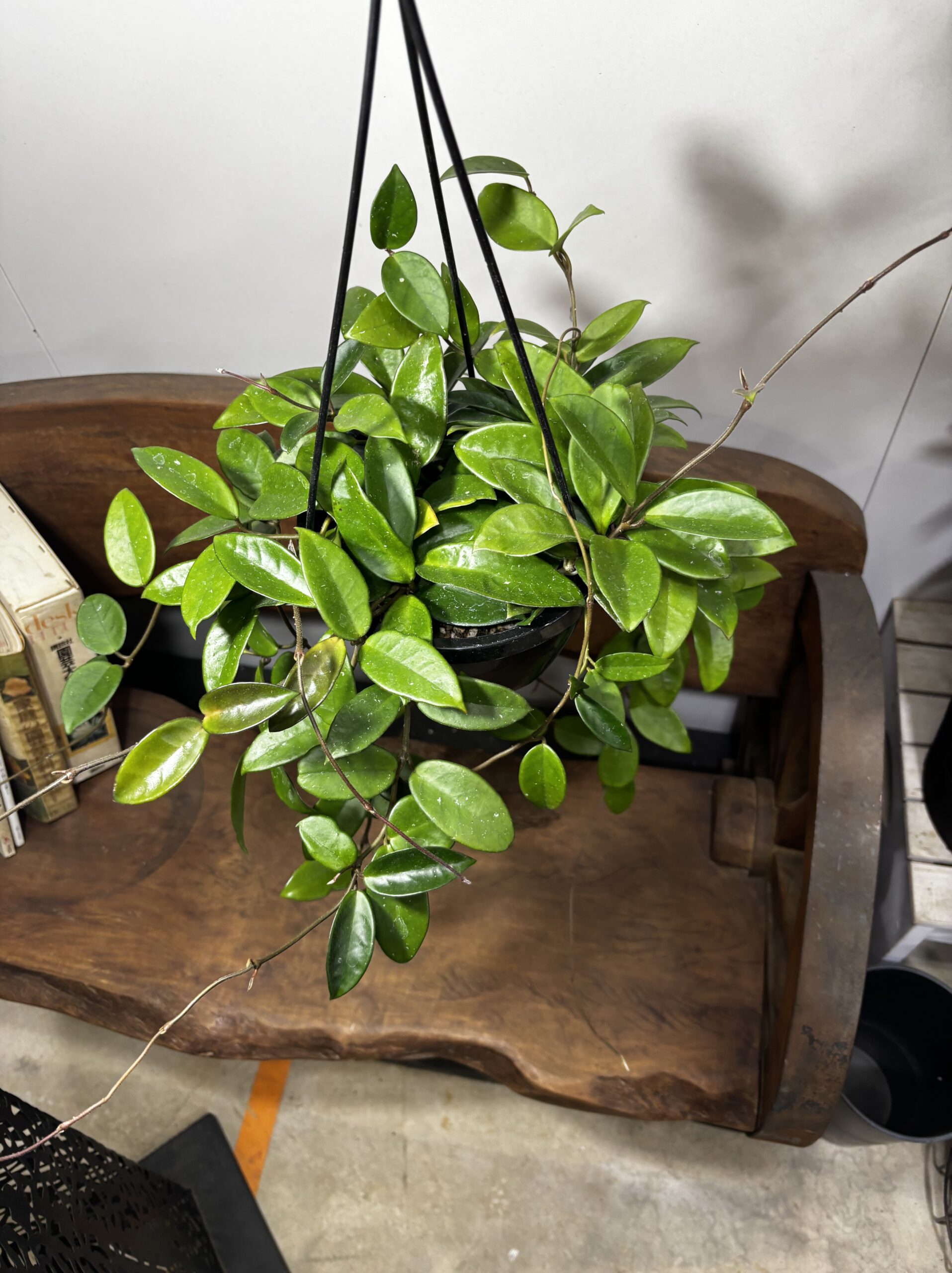 ホヤ・カルノーサ　吊り鉢 - 画像 (7)