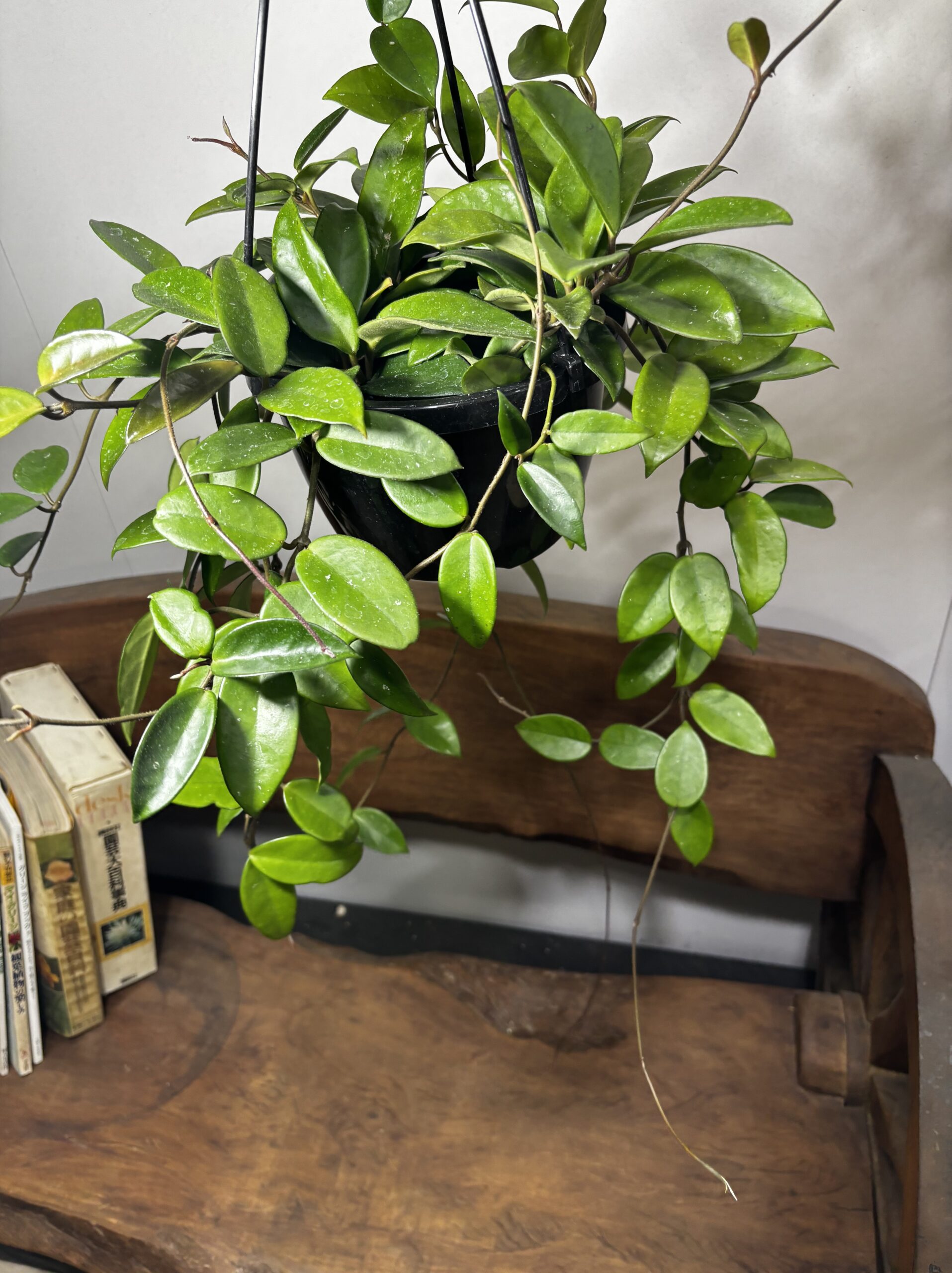 ホヤ・カルノーサ　吊り鉢 - 画像 (8)