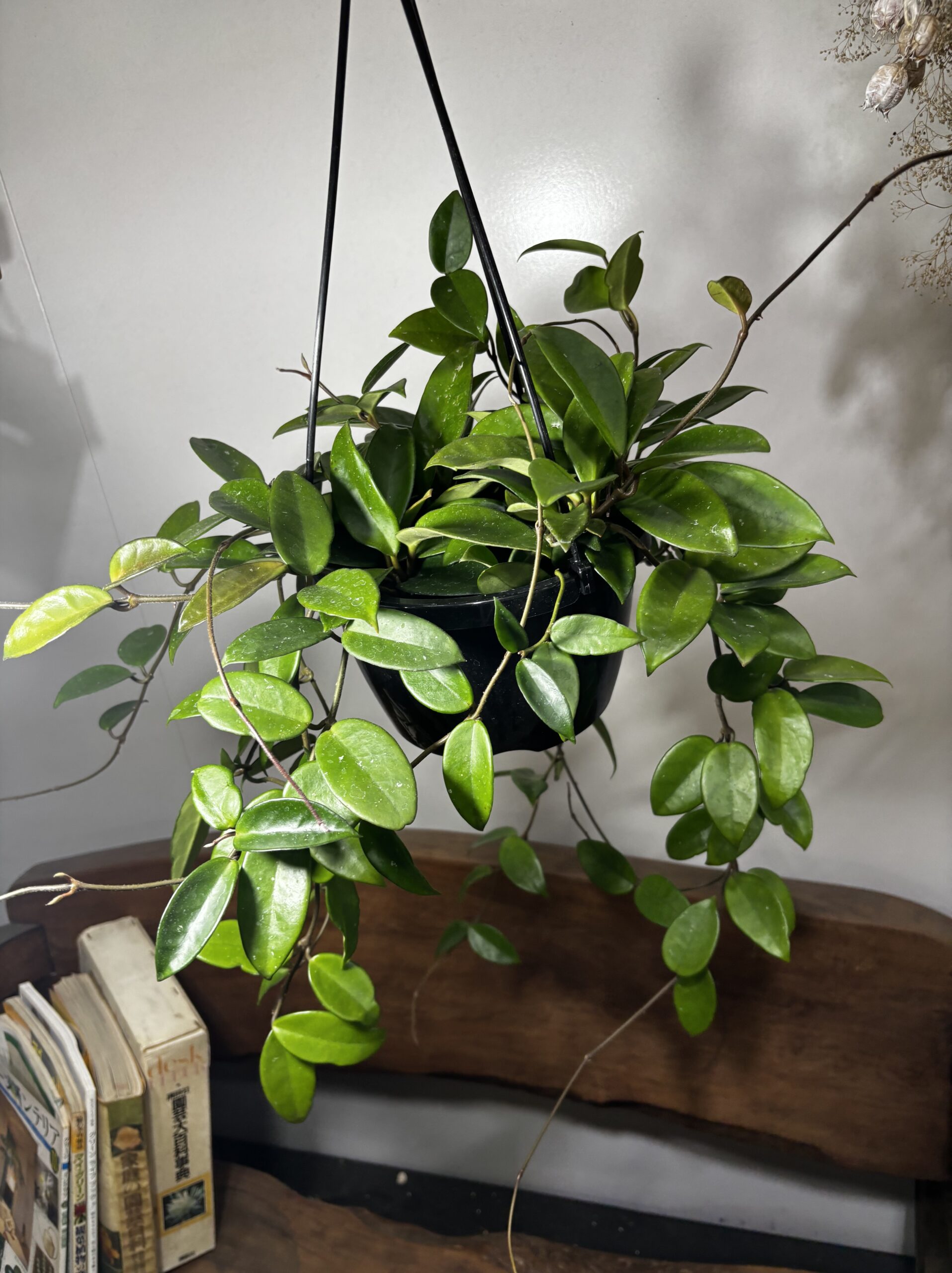 ホヤ・カルノーサ　吊り鉢 - 画像 (9)