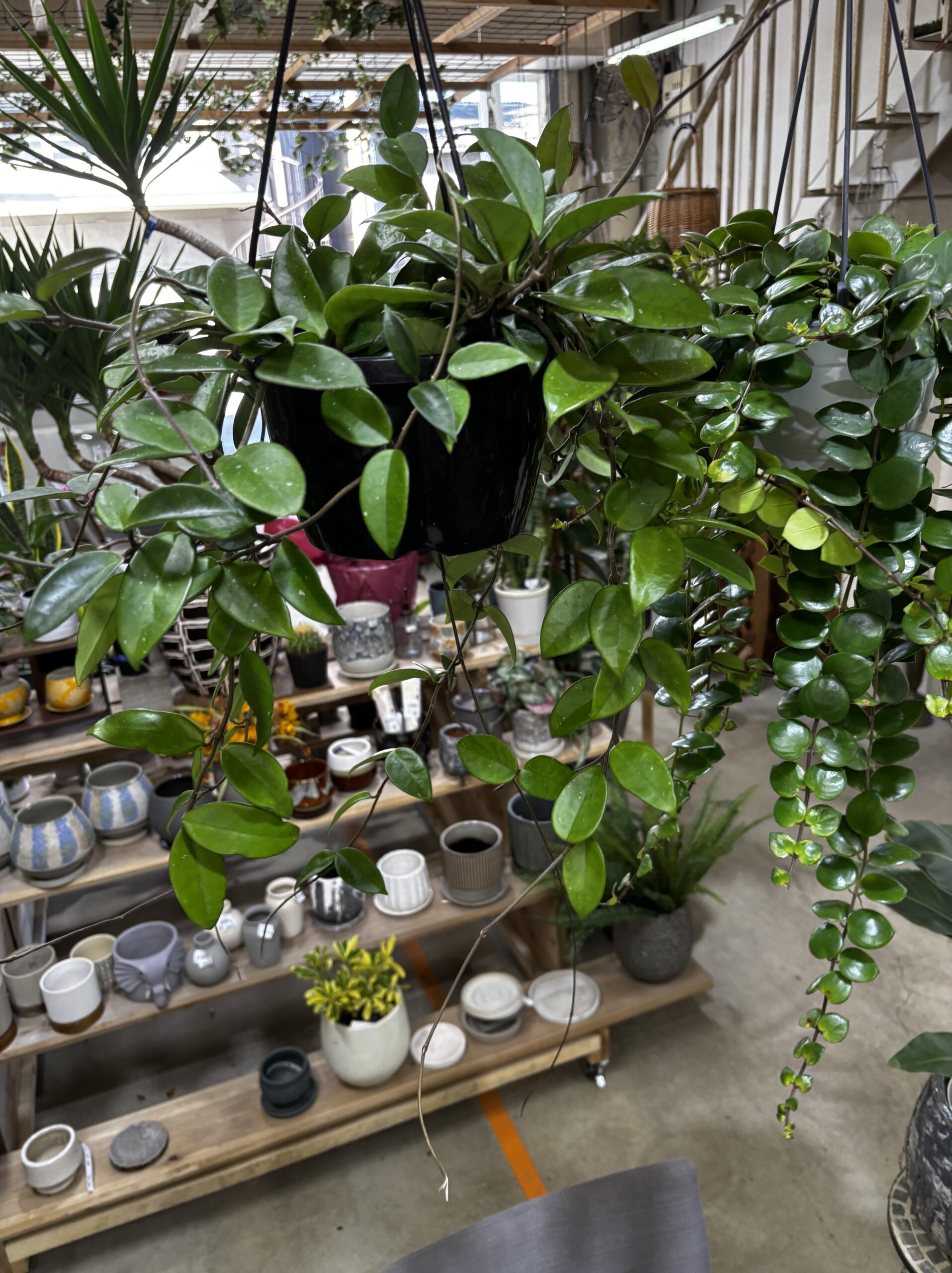 ホヤ・カルノーサ　吊り鉢 - 画像 (10)