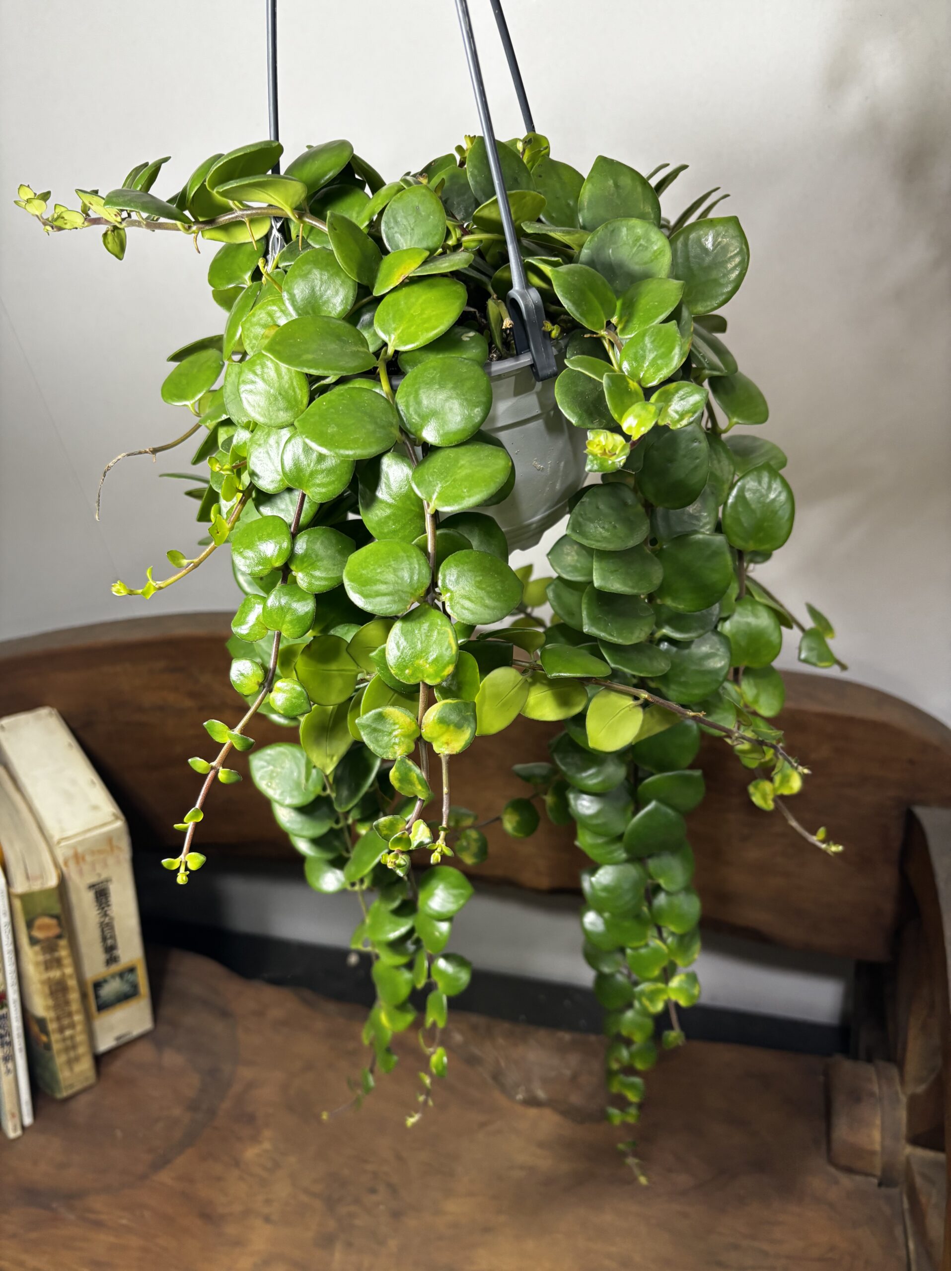 エスキナンサス・タイピンク 吊り鉢 5号