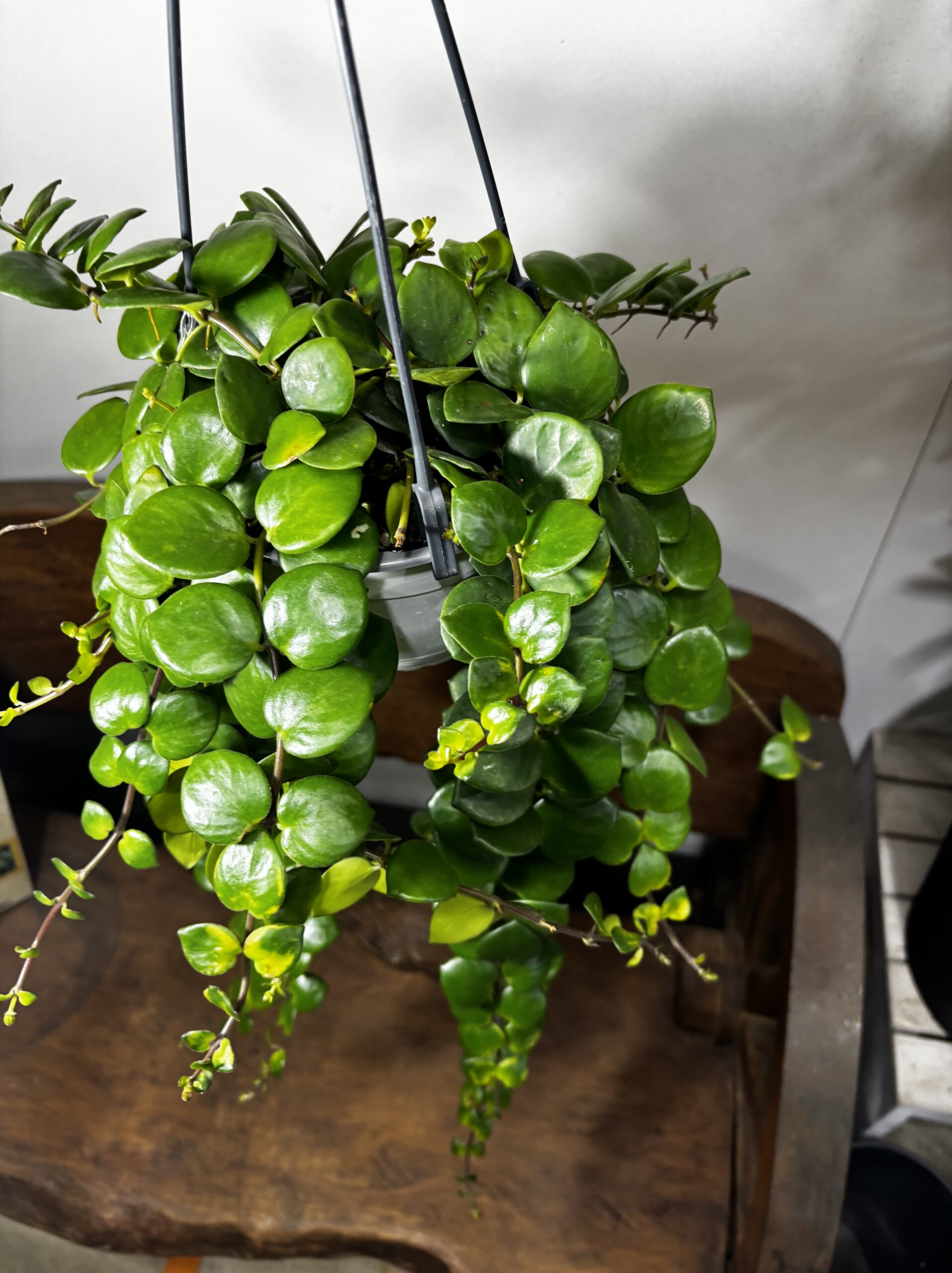 エスキナンサス・タイピンク 吊り鉢 5号 - 画像 (2)