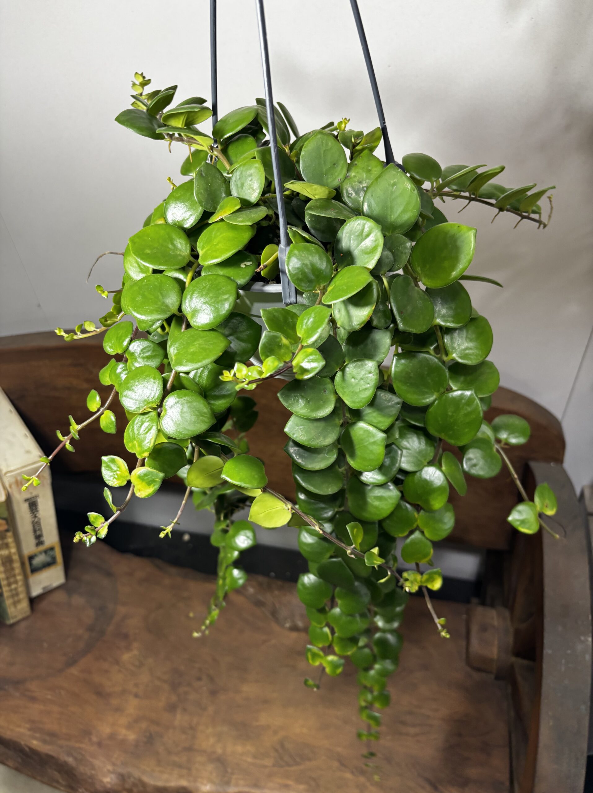 エスキナンサス・タイピンク 吊り鉢 5号 - 画像 (3)