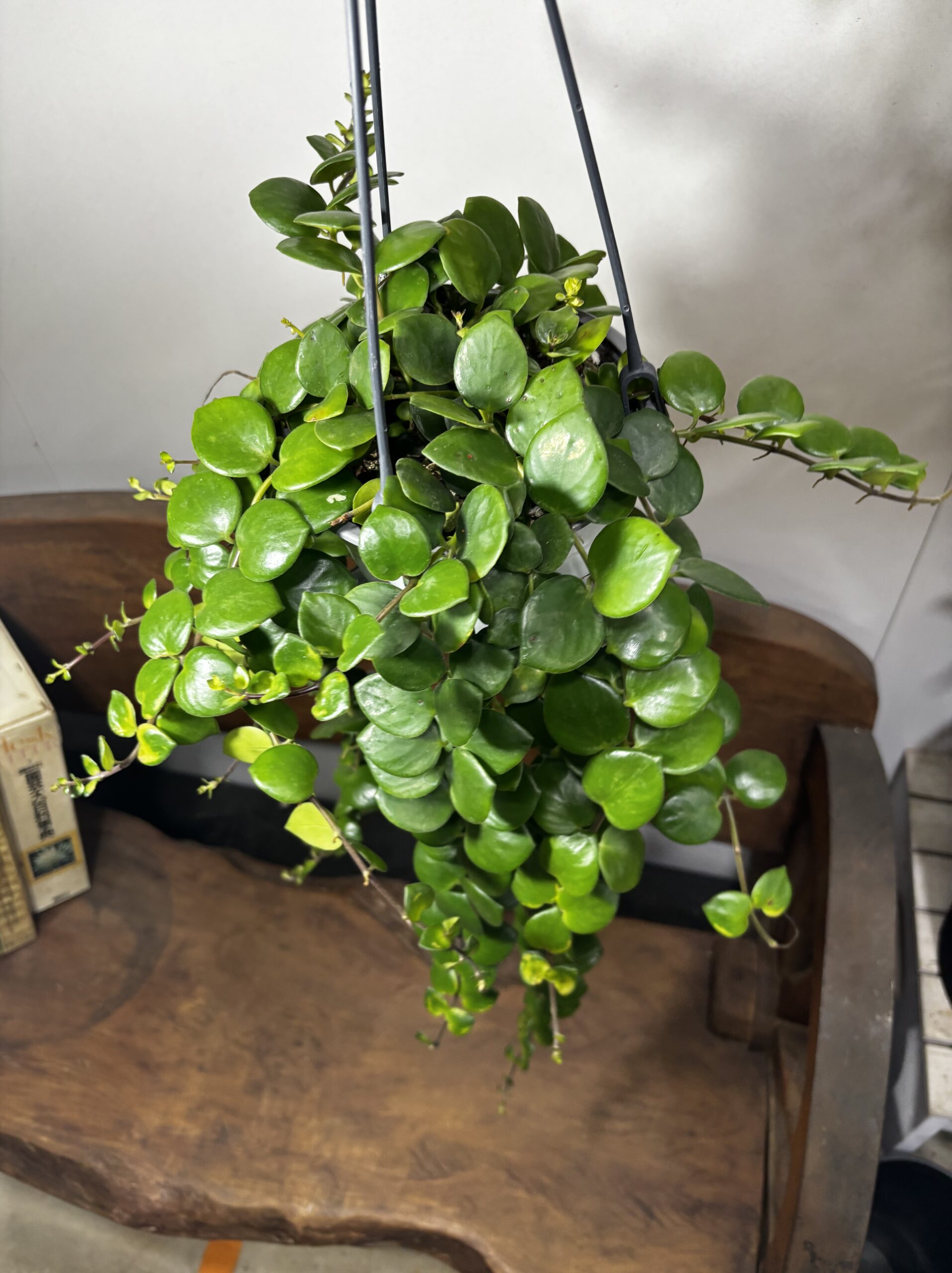 エスキナンサス・タイピンク 吊り鉢 5号 - 画像 (4)