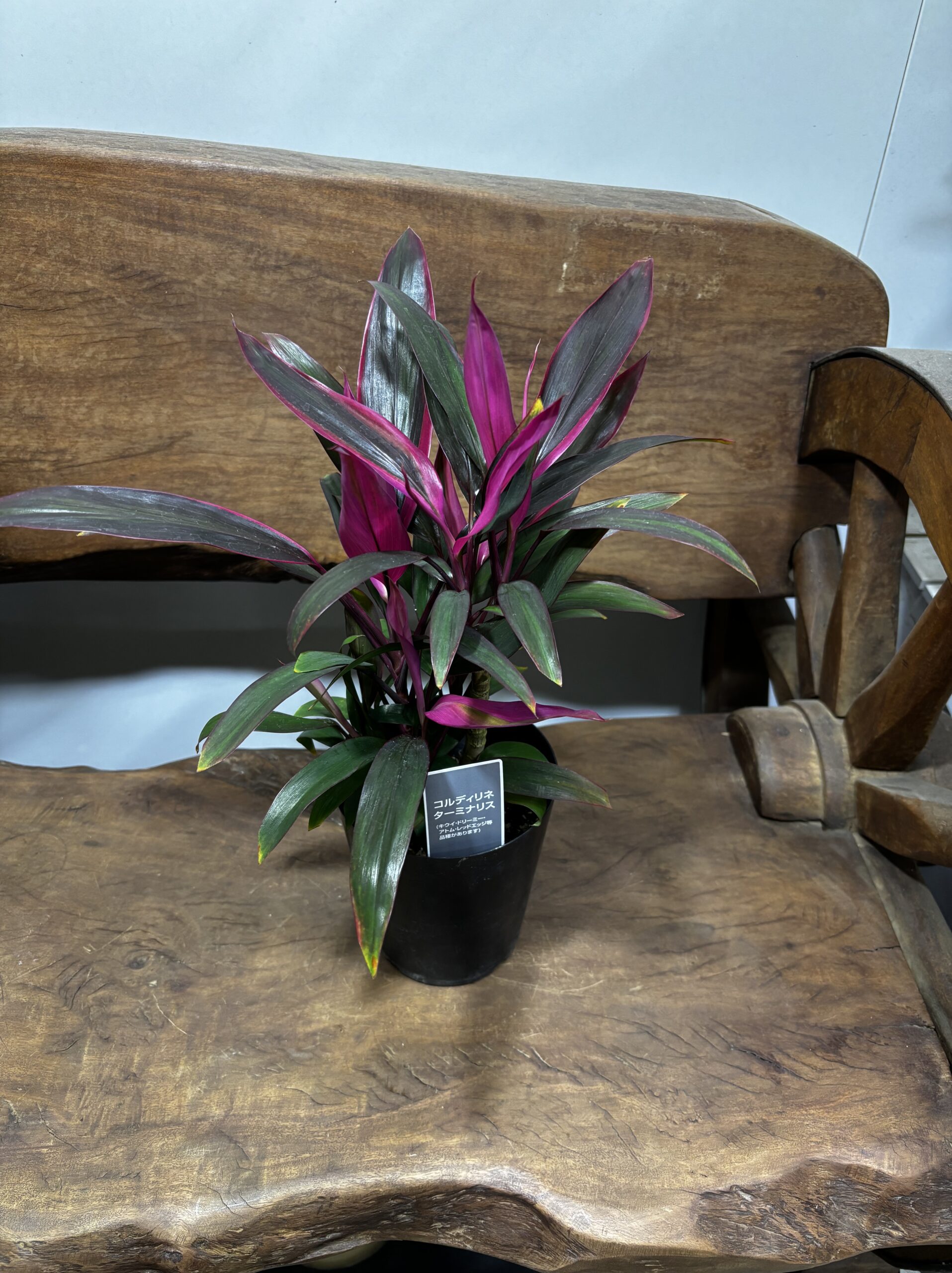 コルジリネ・タミナリス・レッドエッジ - 画像 (2)