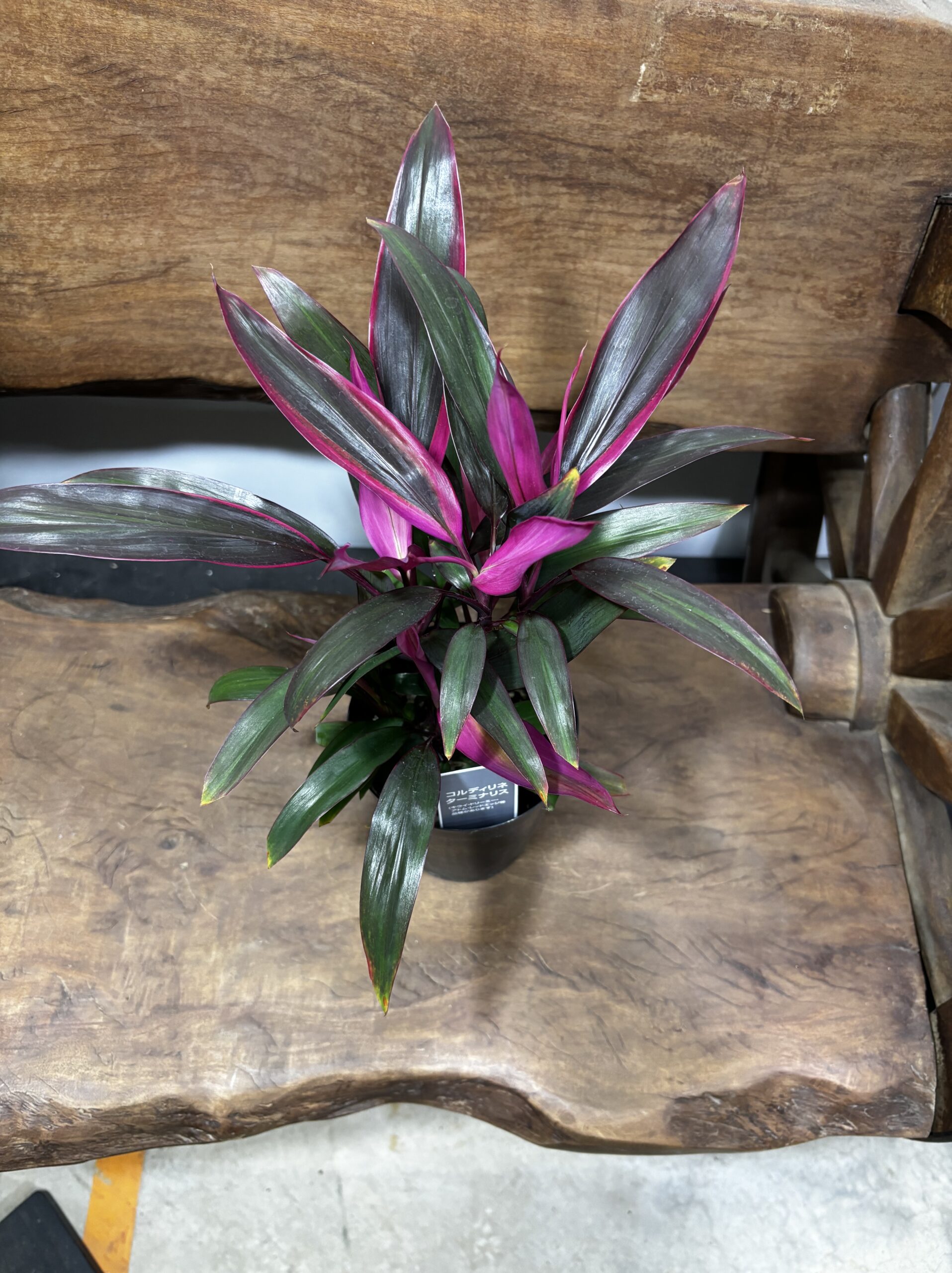 コルジリネ・タミナリス・レッドエッジ - 画像 (3)