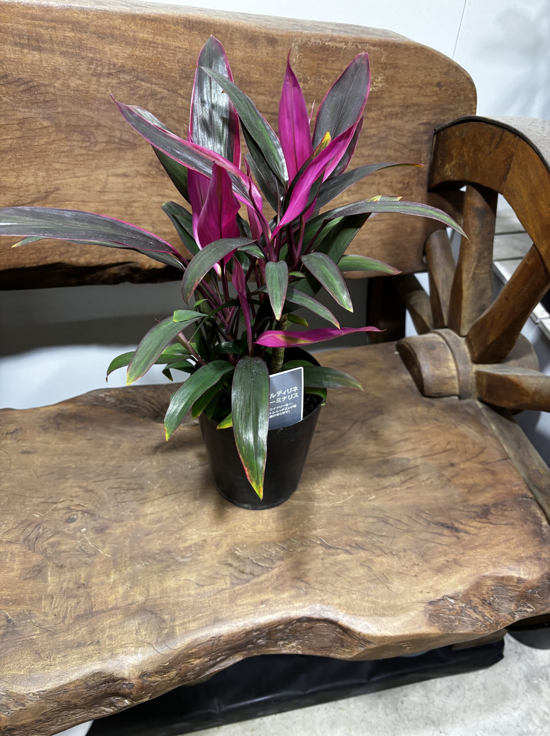 コルジリネ・タミナリス・レッドエッジ