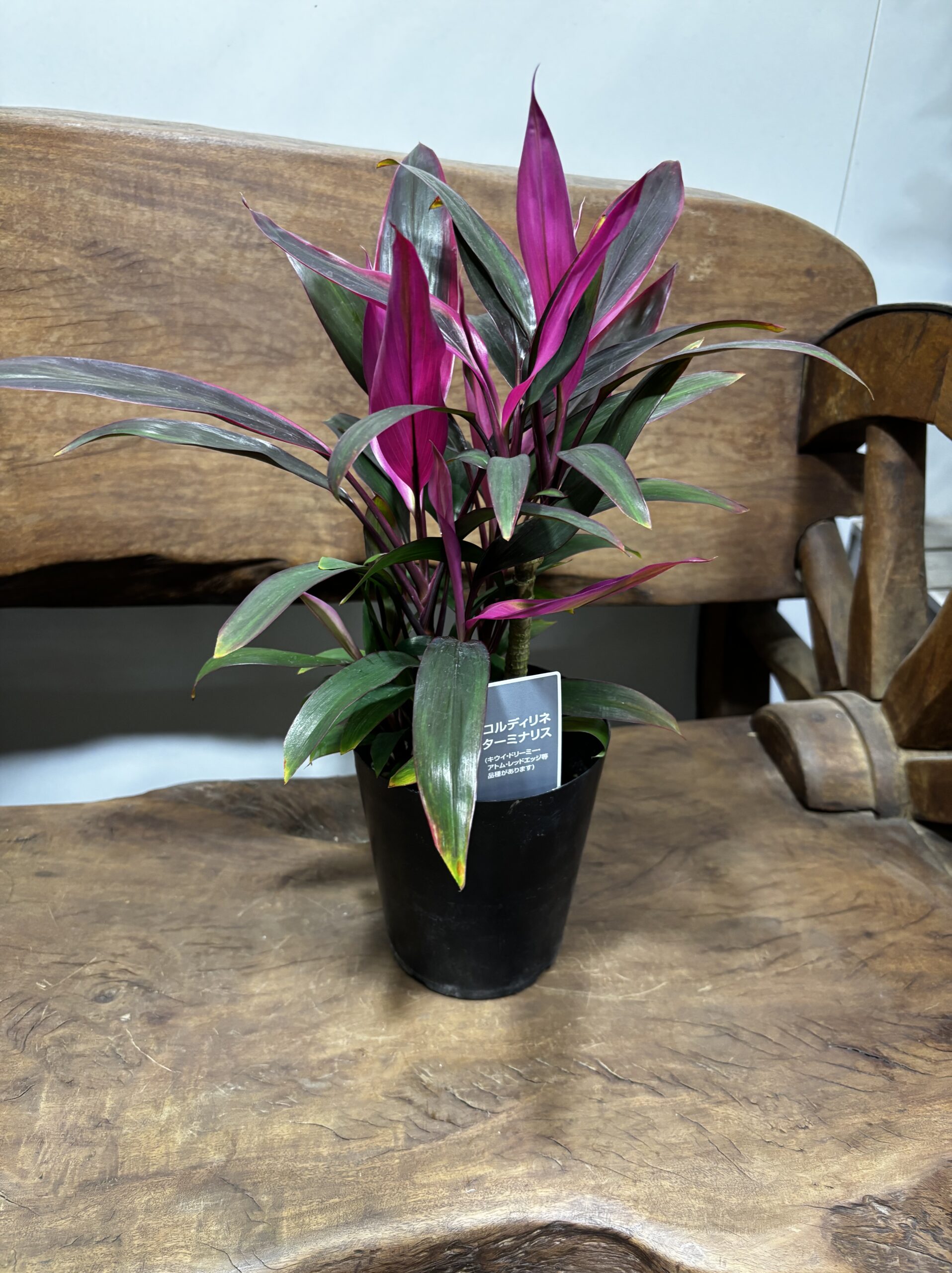 コルジリネ・タミナリス・レッドエッジ - 画像 (6)