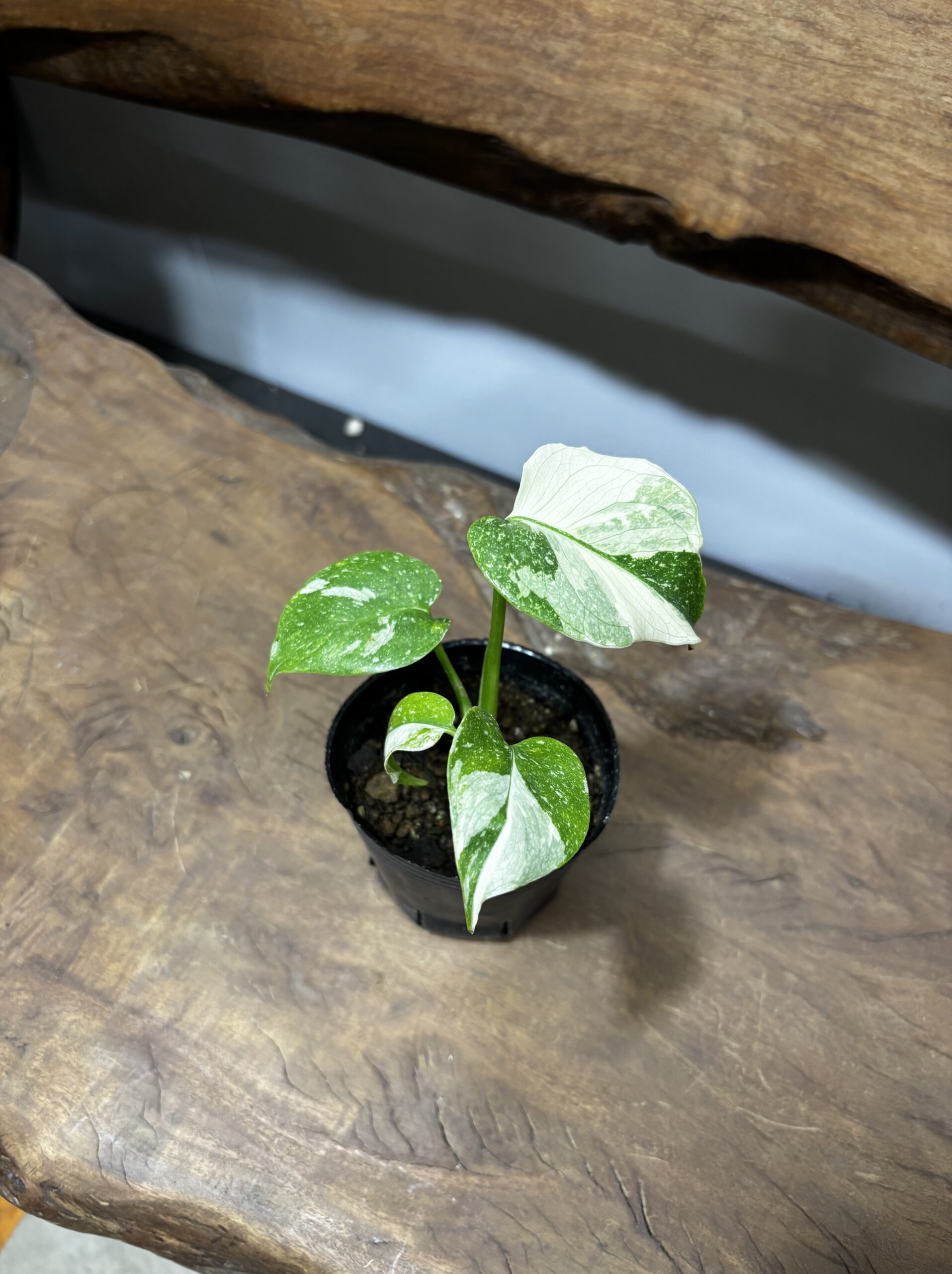 モンステラ　斑入り　3号 - 画像 (2)