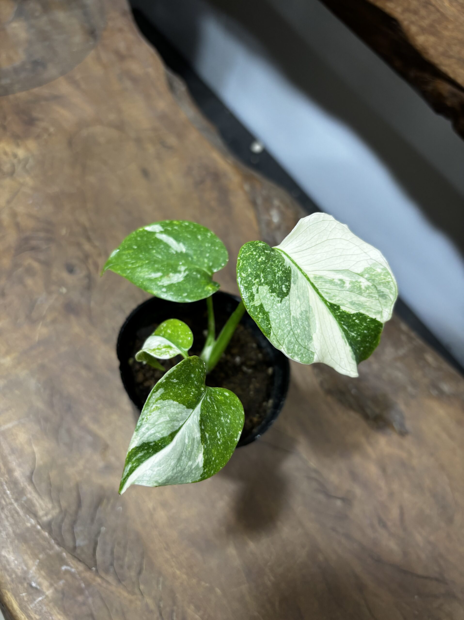 モンステラ 斑入り 3号