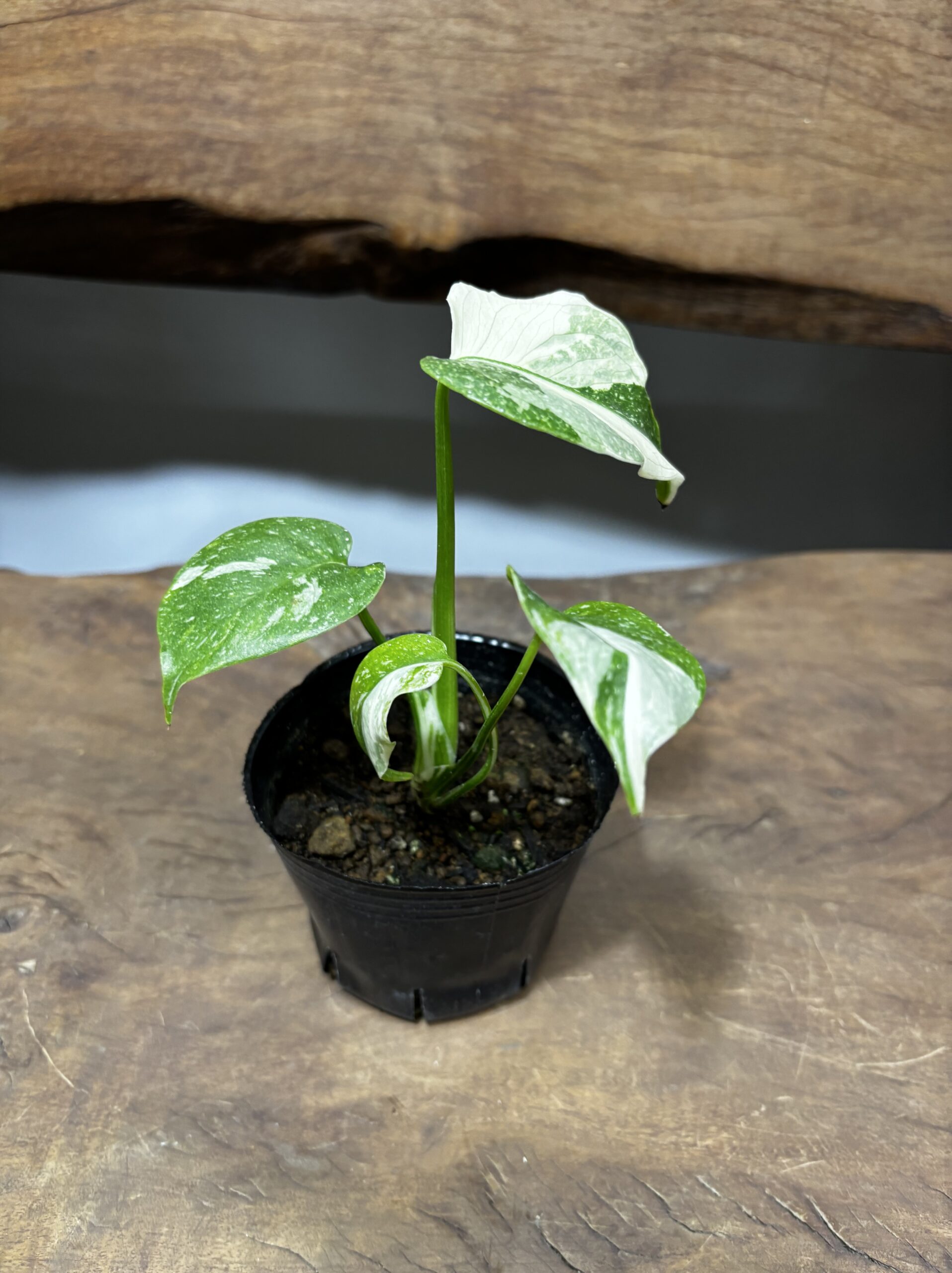 モンステラ　斑入り　3号 - 画像 (3)