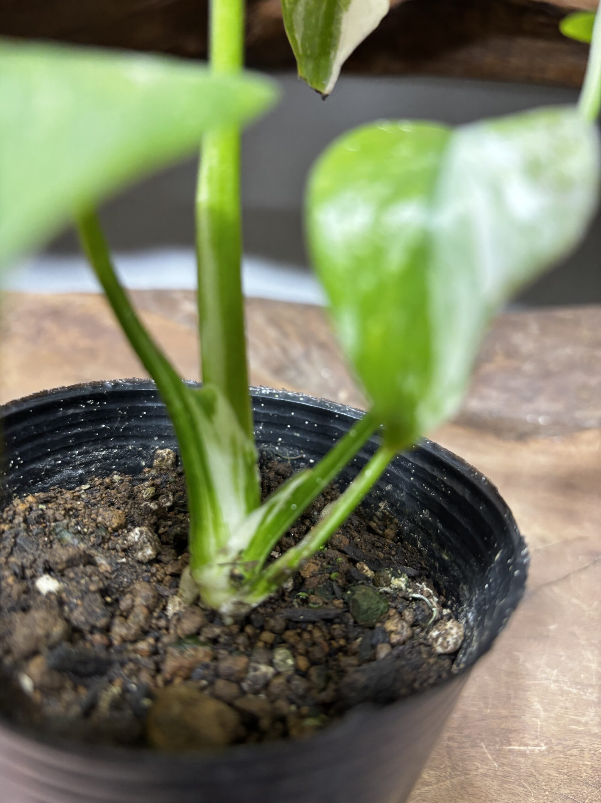 モンステラ　斑入り　3号 - 画像 (4)