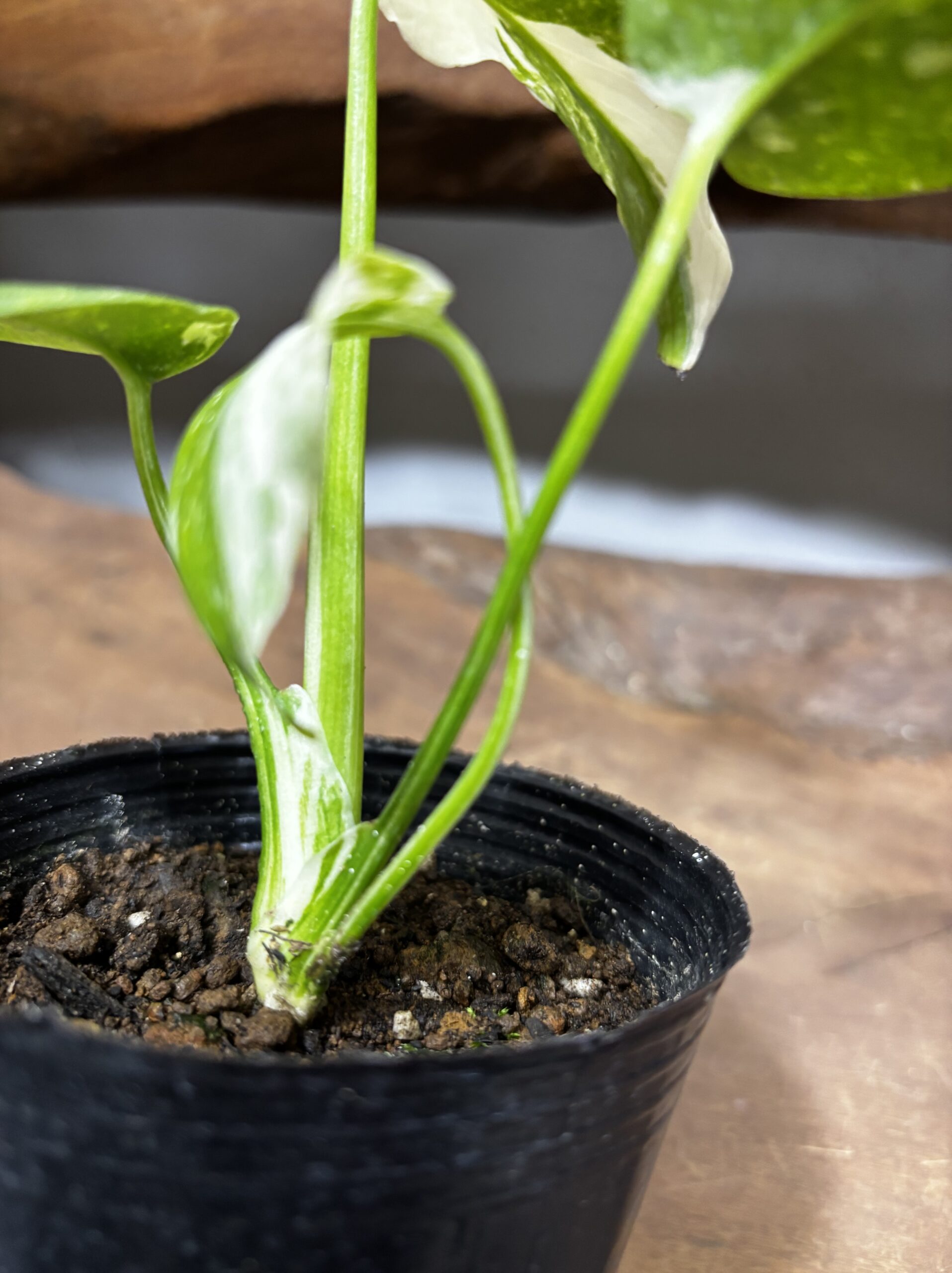 モンステラ　斑入り　3号 - 画像 (5)