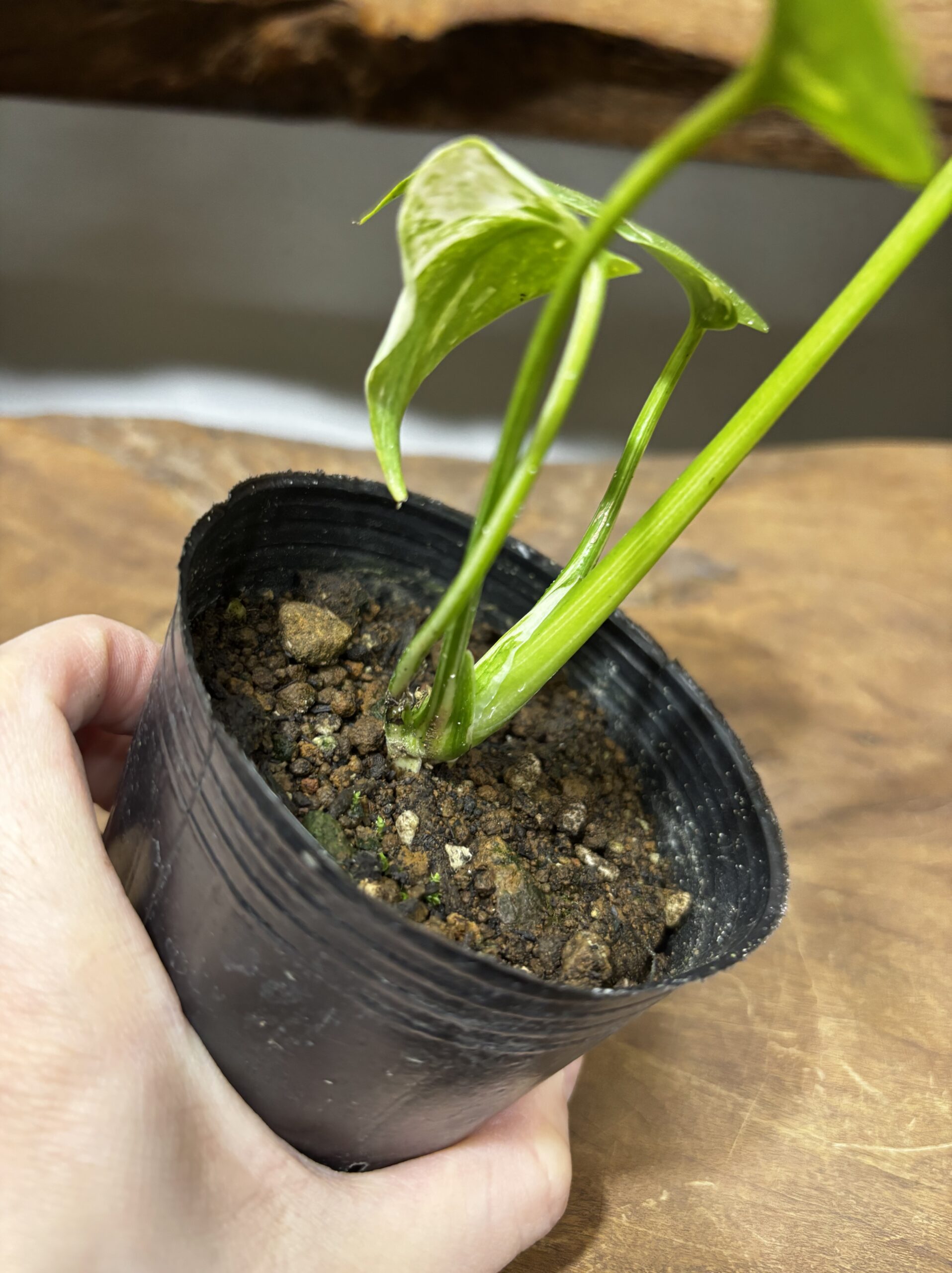 モンステラ　斑入り　3号 - 画像 (6)