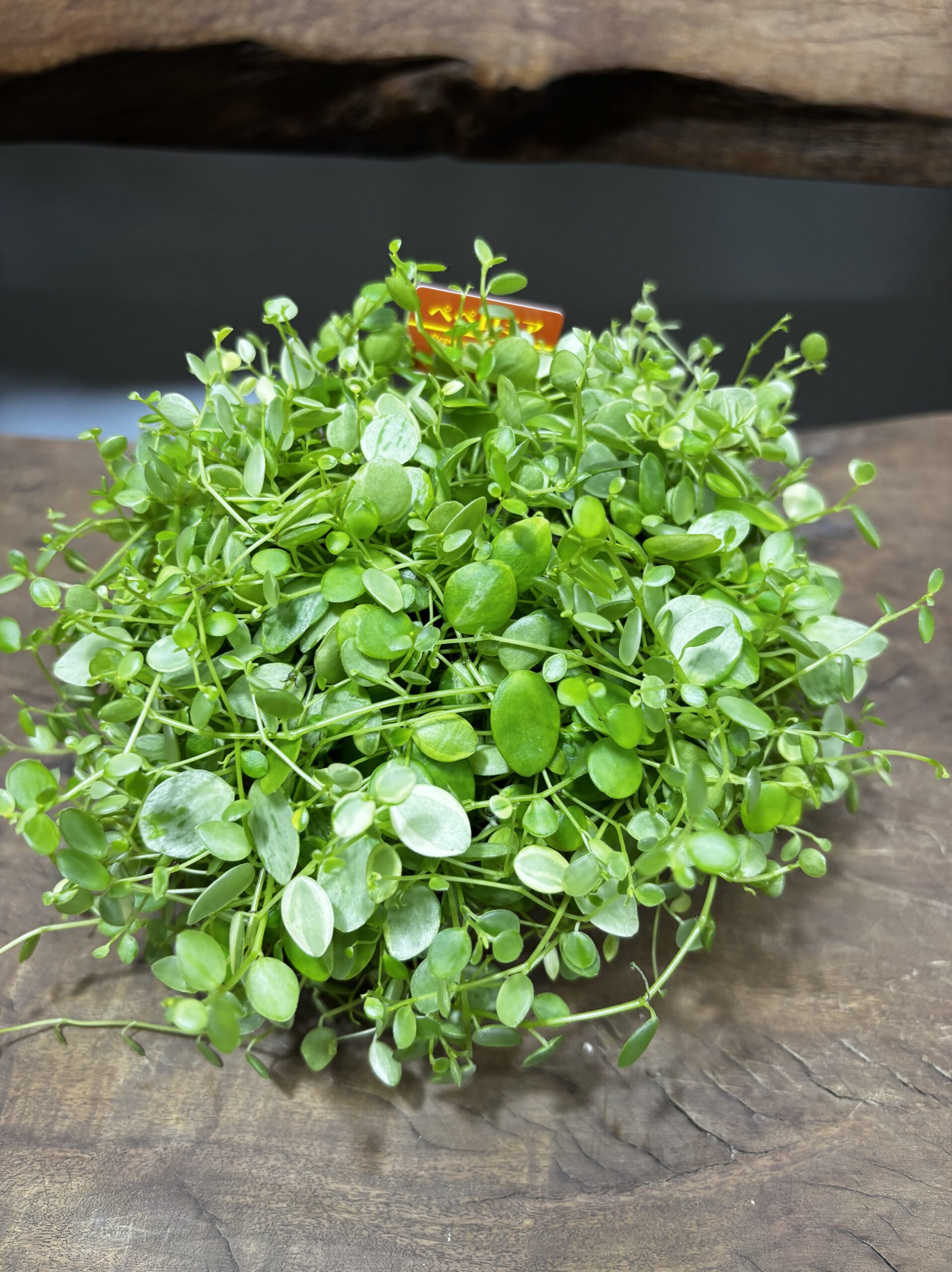 ペペロミア 美依子 3号