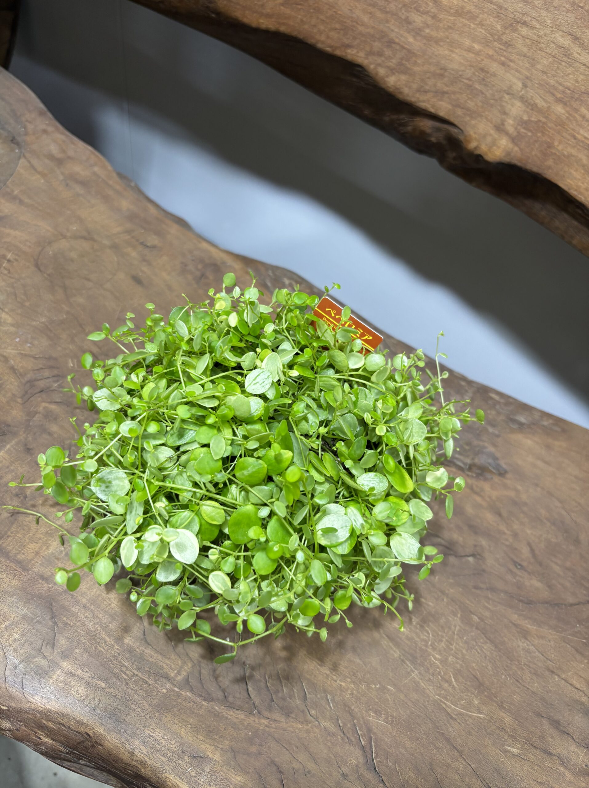 ペペロミア　美依子　3号 - 画像 (2)