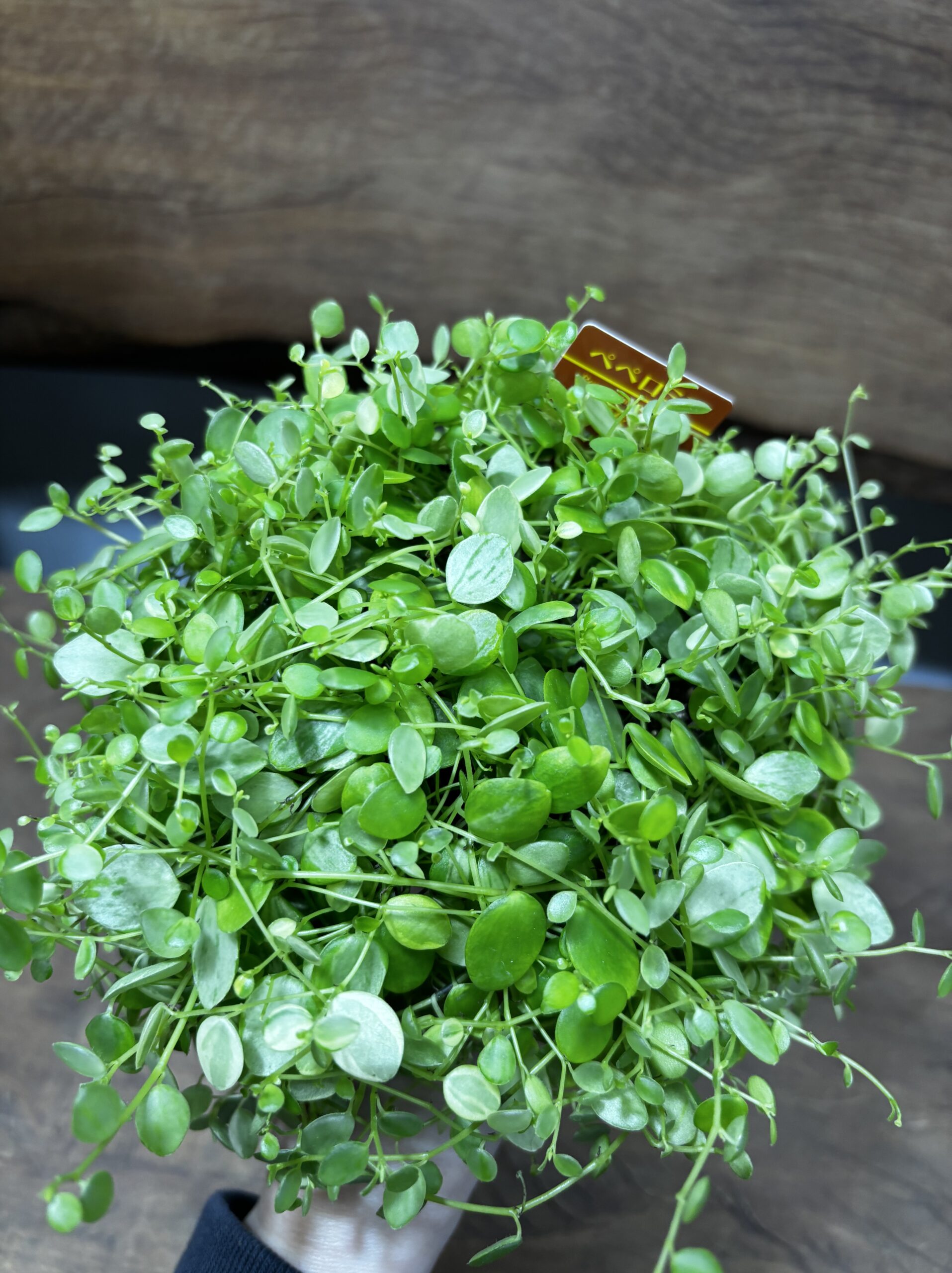 ペペロミア　美依子　3号 - 画像 (4)