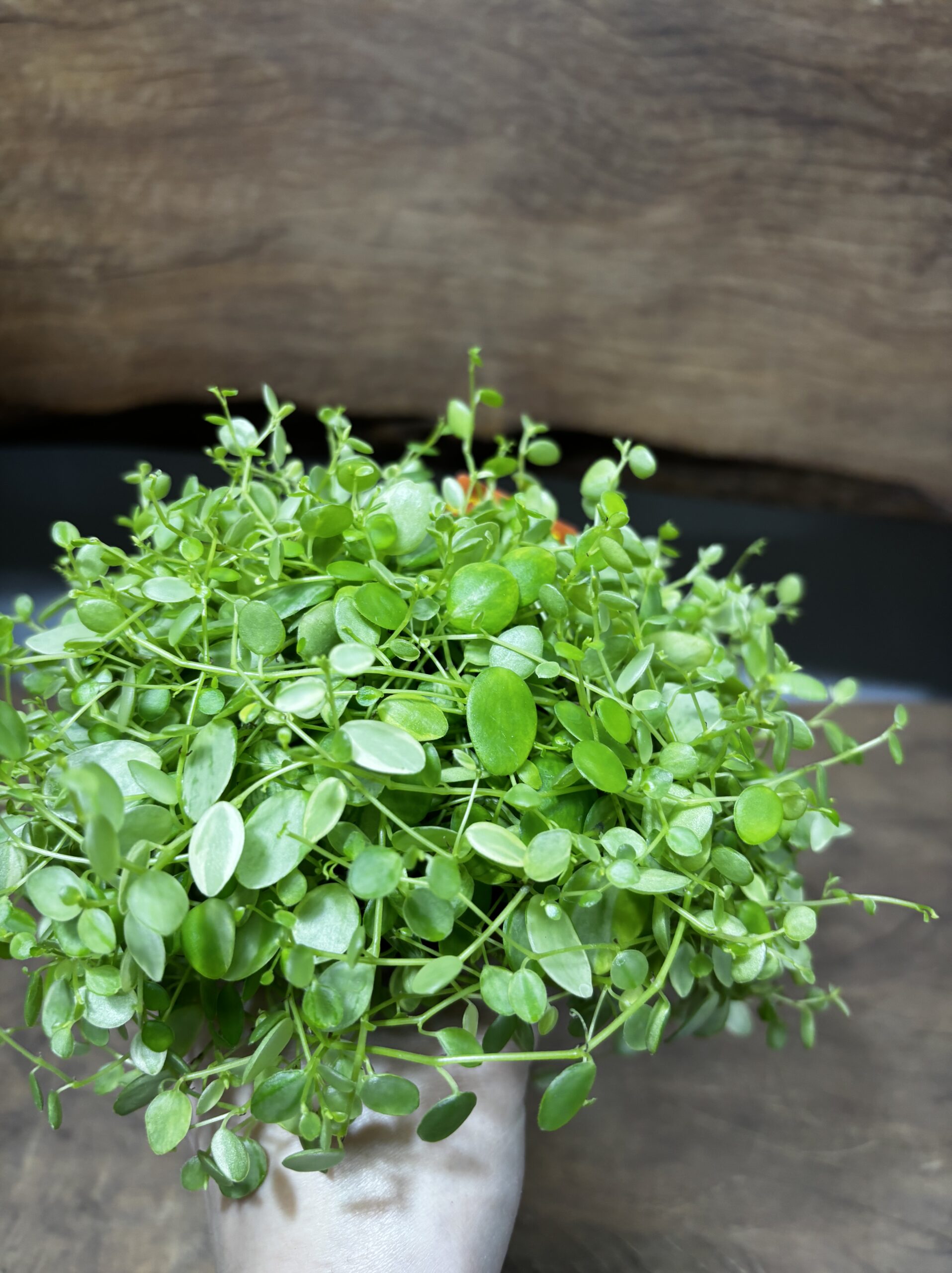 ペペロミア　美依子　3号 - 画像 (5)