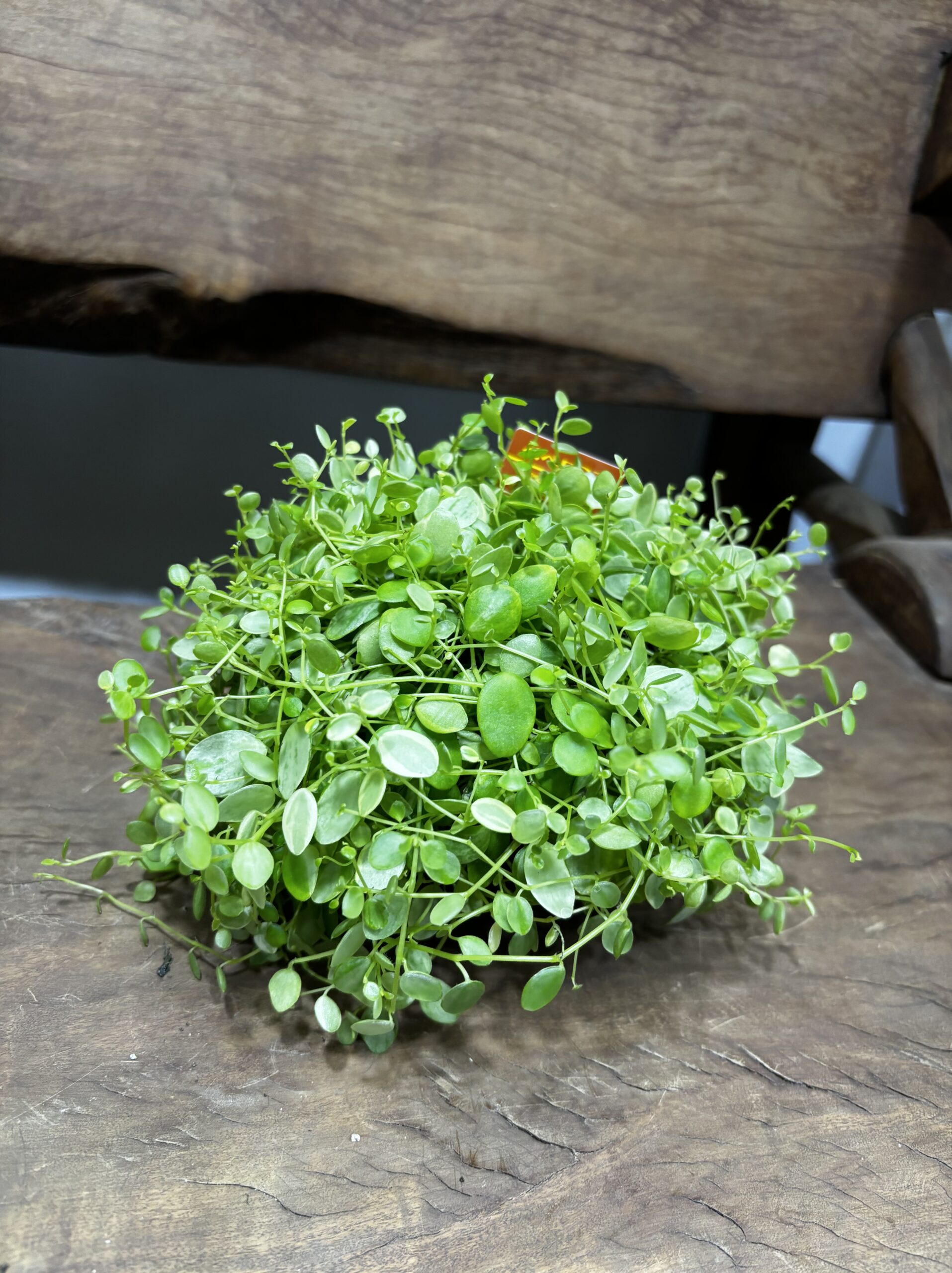 ペペロミア　美依子　3号 - 画像 (6)