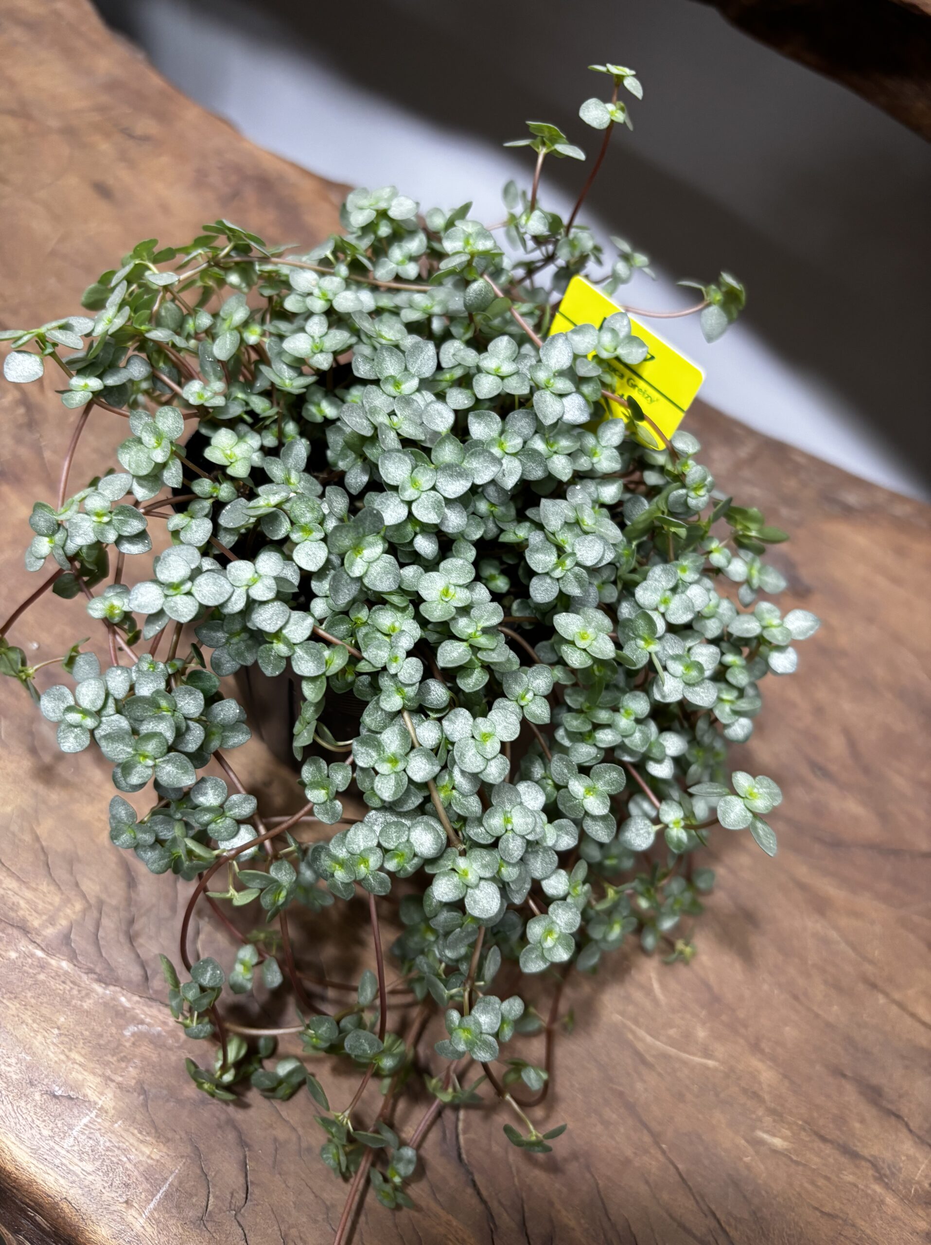 ピレア・グラウカ 3号 - 画像 (2)