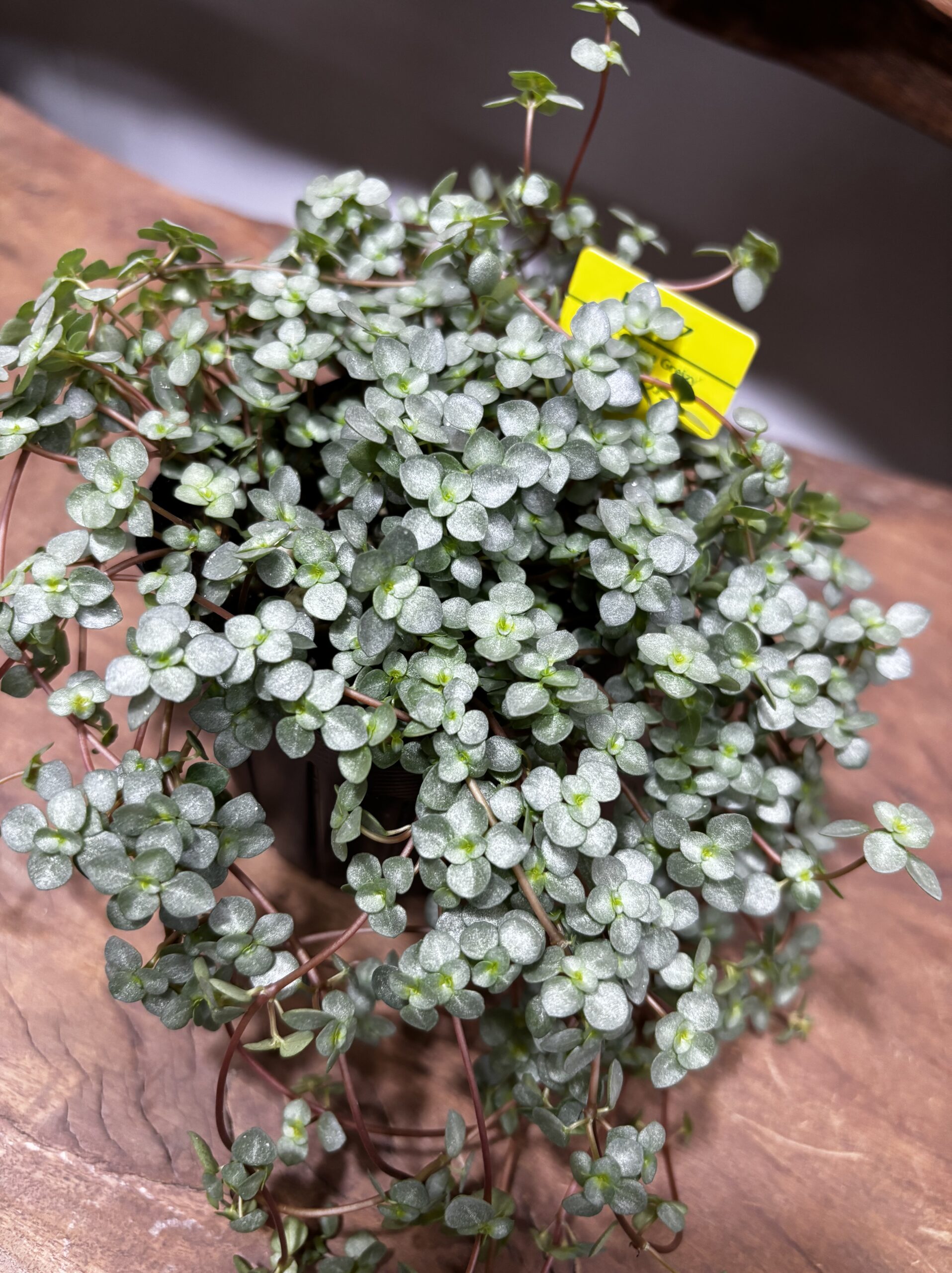 ピレア・グラウカ 3号 - 画像 (3)