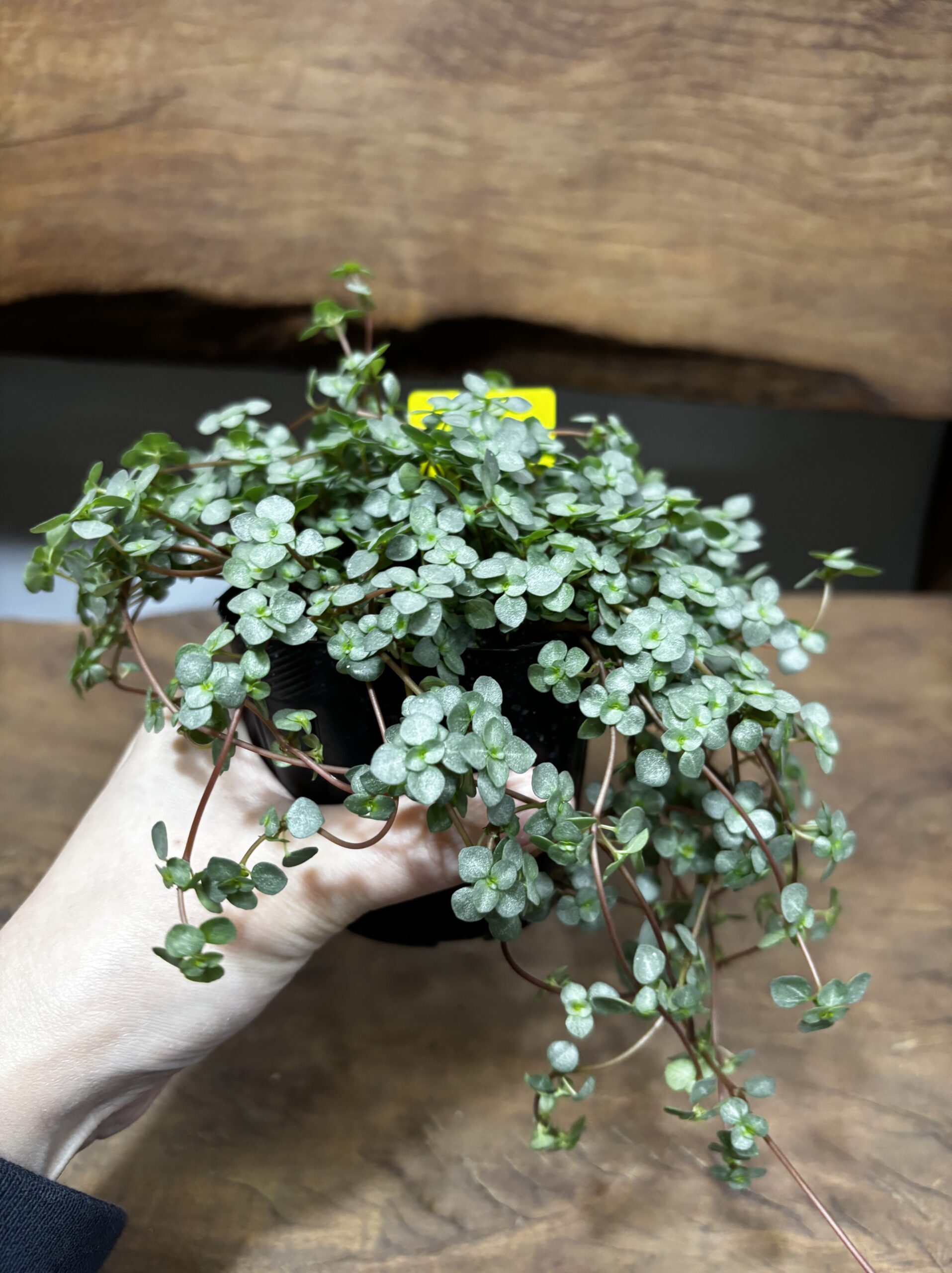 ピレア・グラウカ 3号 - 画像 (4)