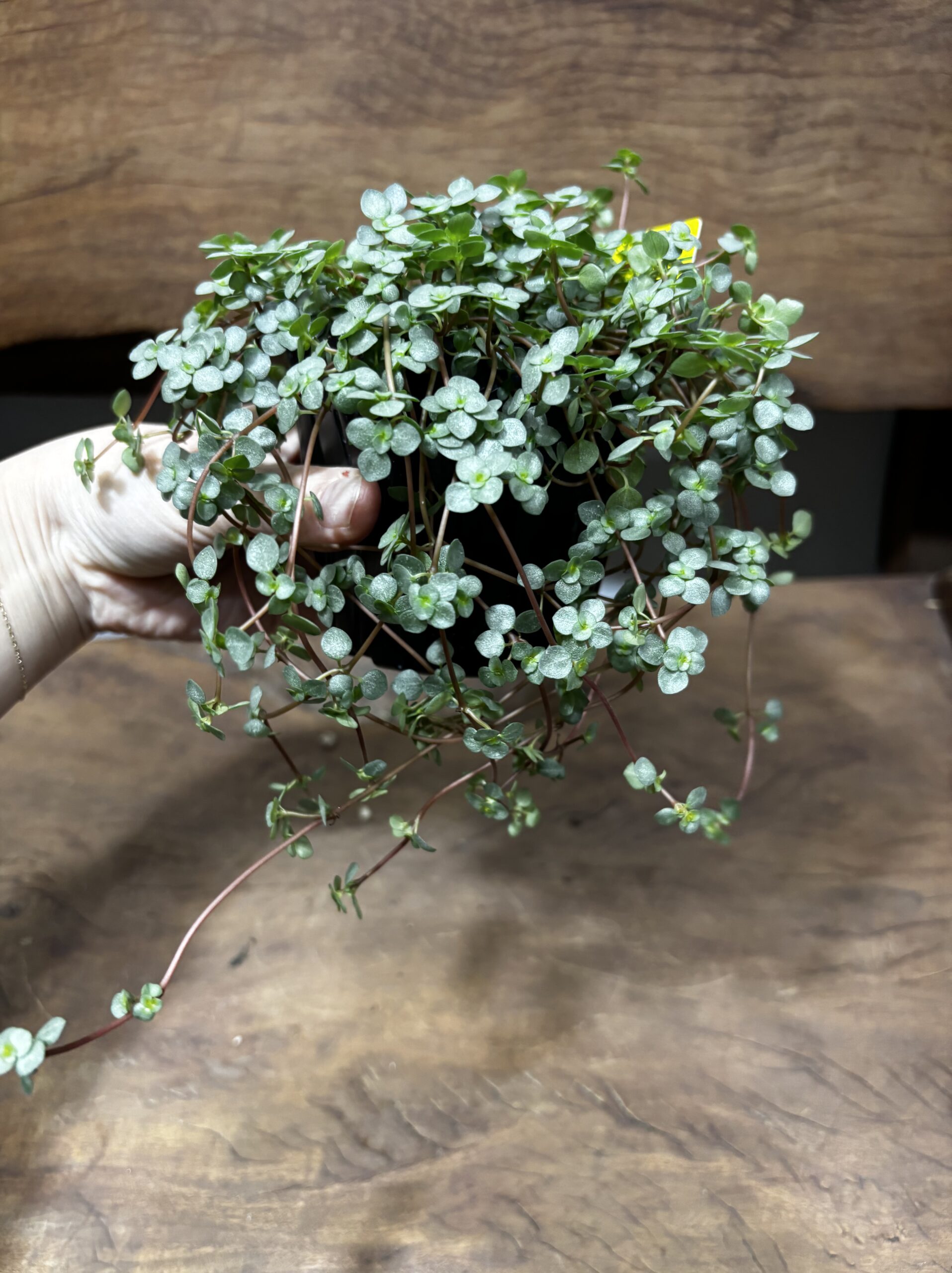 ピレア・グラウカ 3号 - 画像 (5)