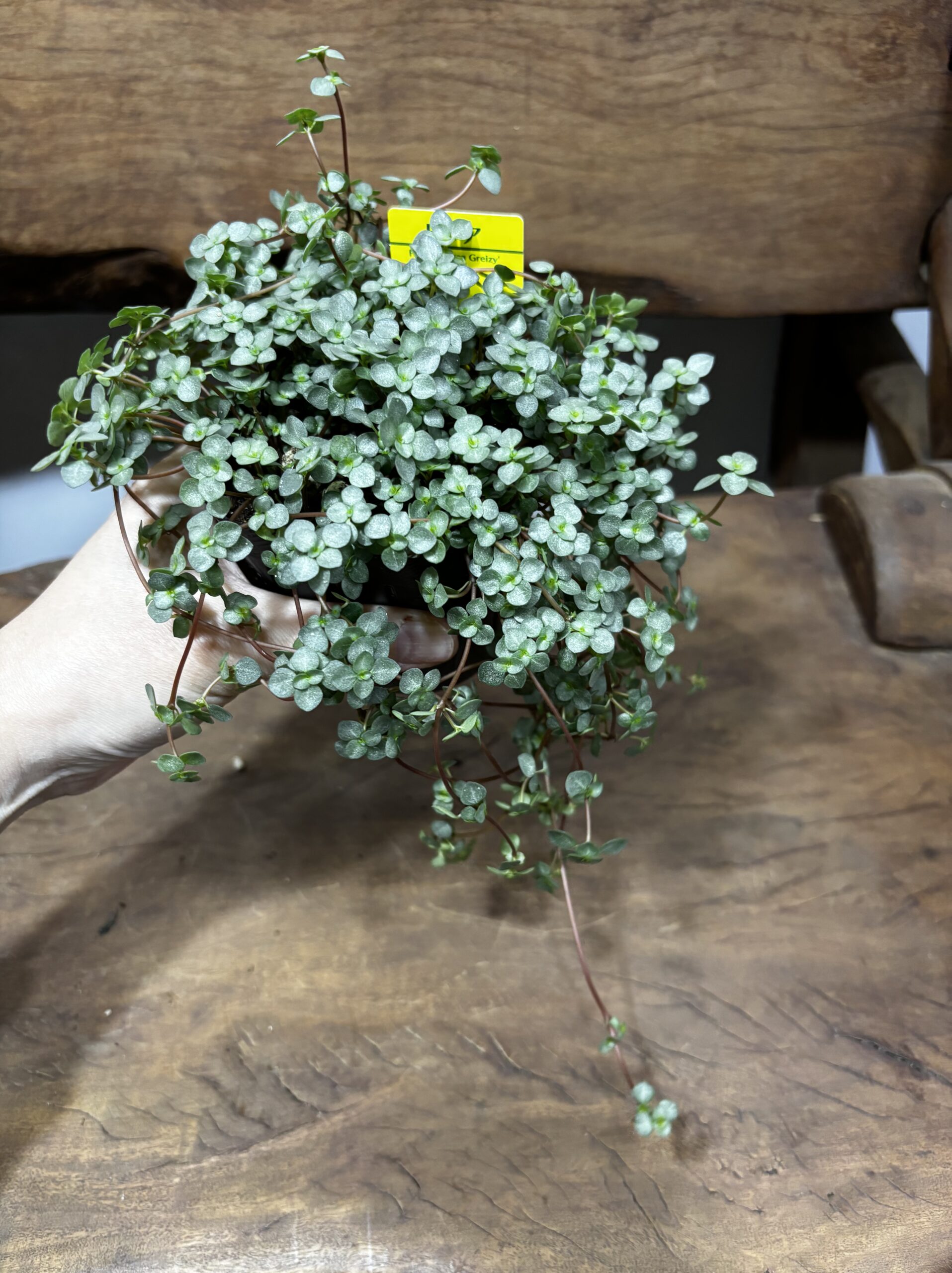 ピレア・グラウカ 3号 - 画像 (6)