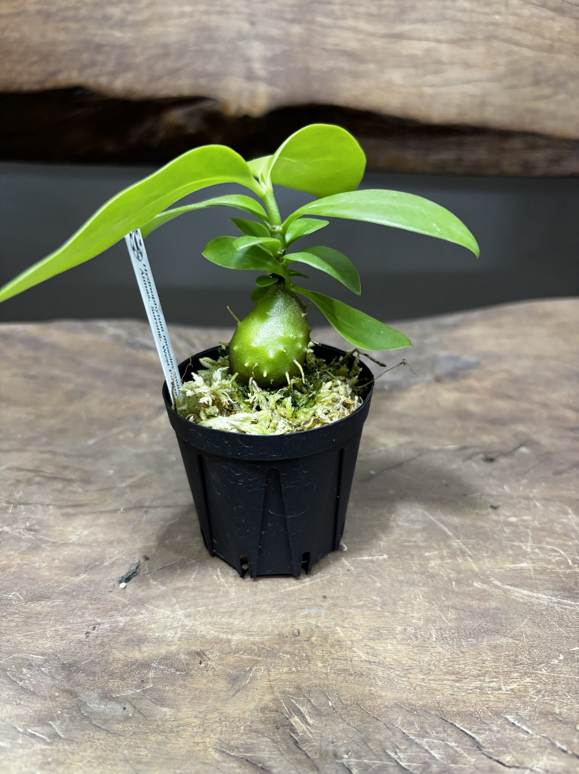 アリ植物 2号 - 画像 (2)