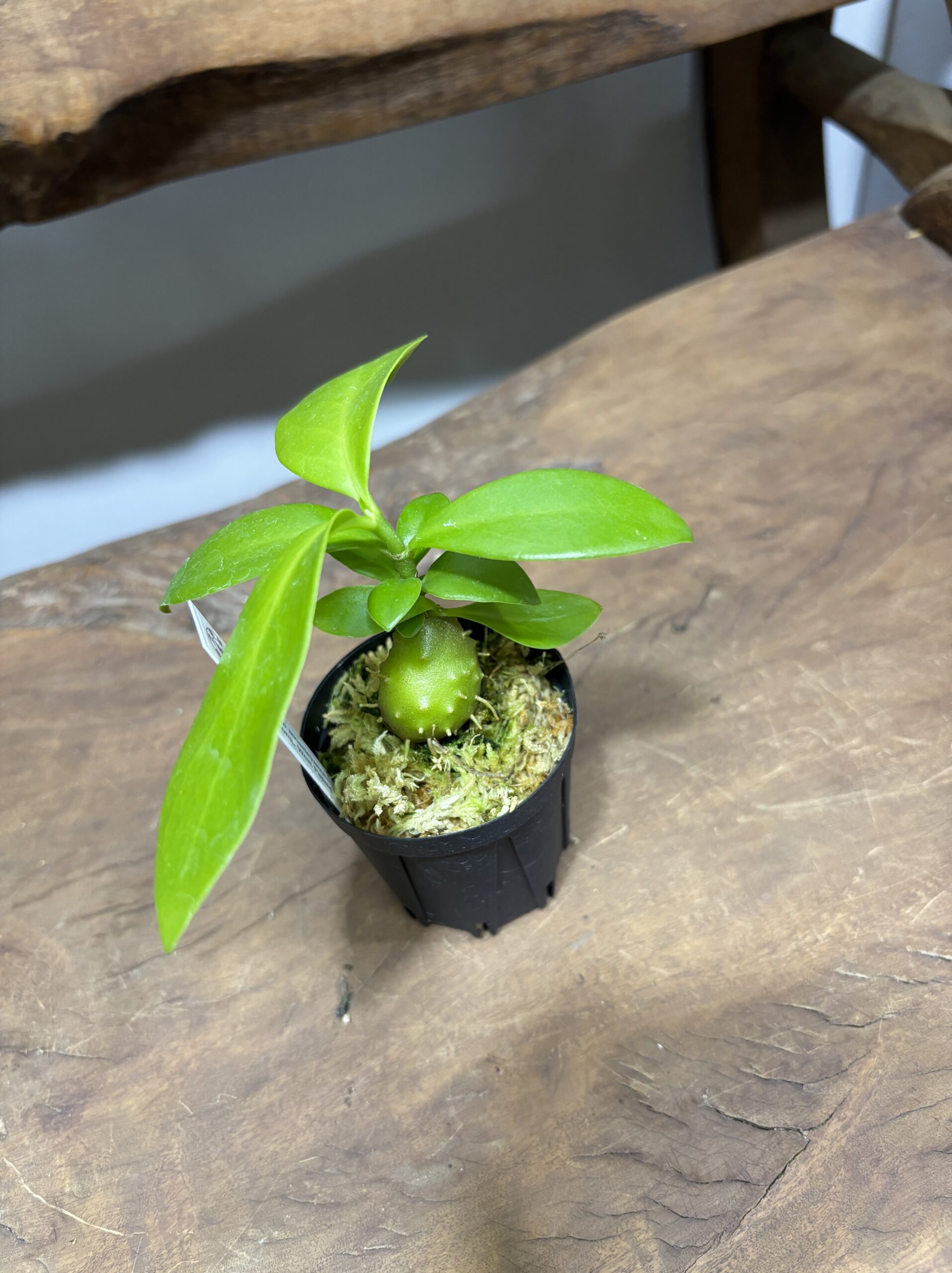 アリ植物 2号 - 画像 (3)