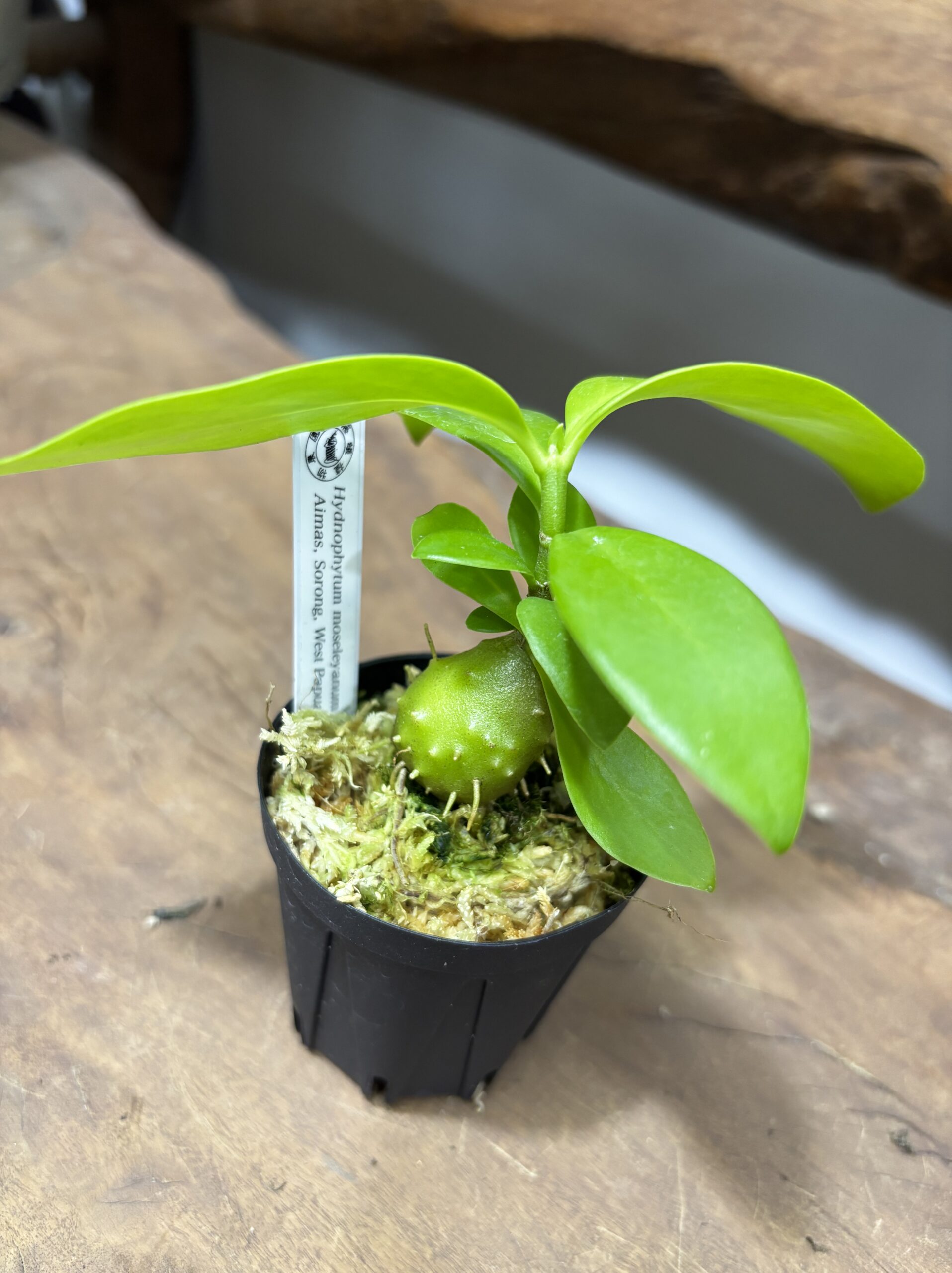 アリ植物 2号 - 画像 (4)