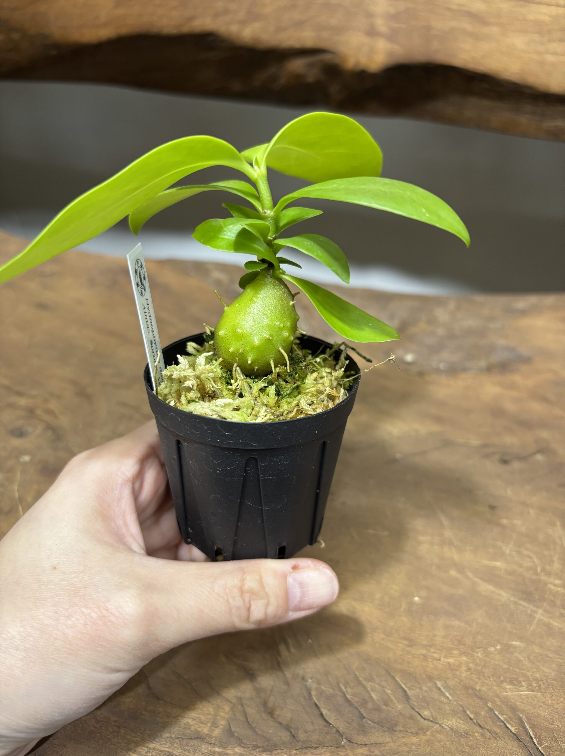 アリ植物 2号 - 画像 (6)