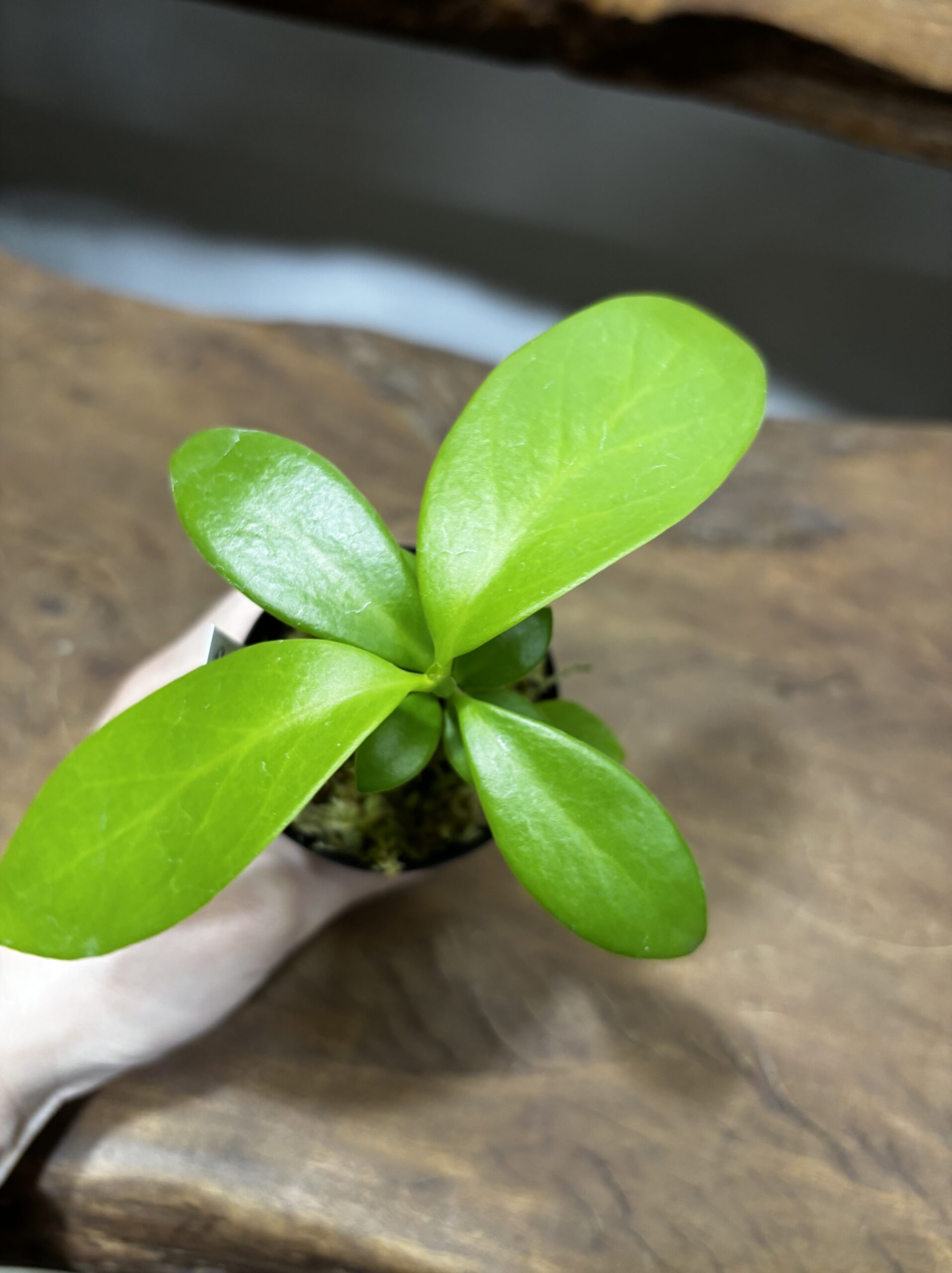 アリ植物 2号 - 画像 (7)