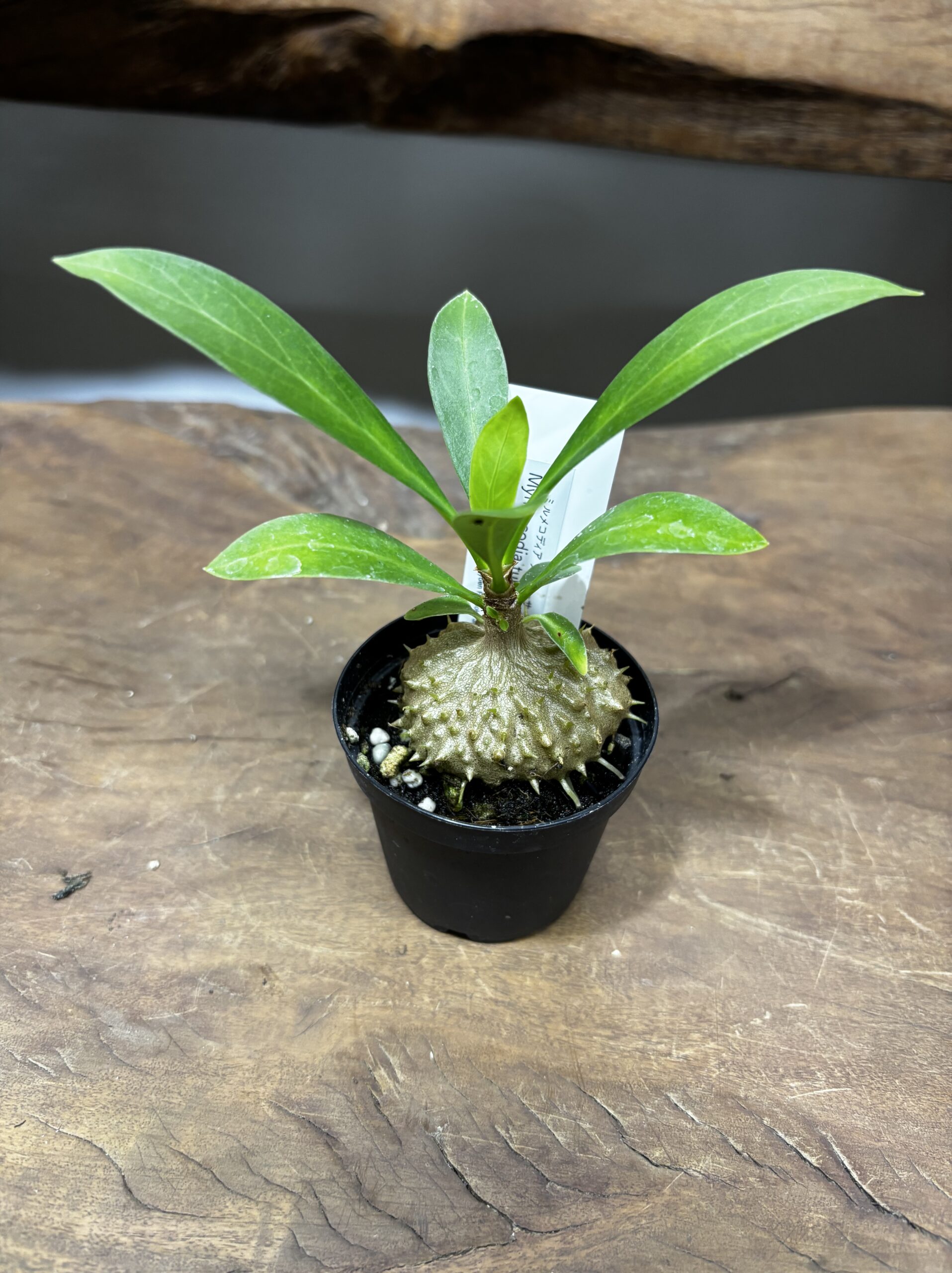 アリ植物 2号 - 画像 (8)