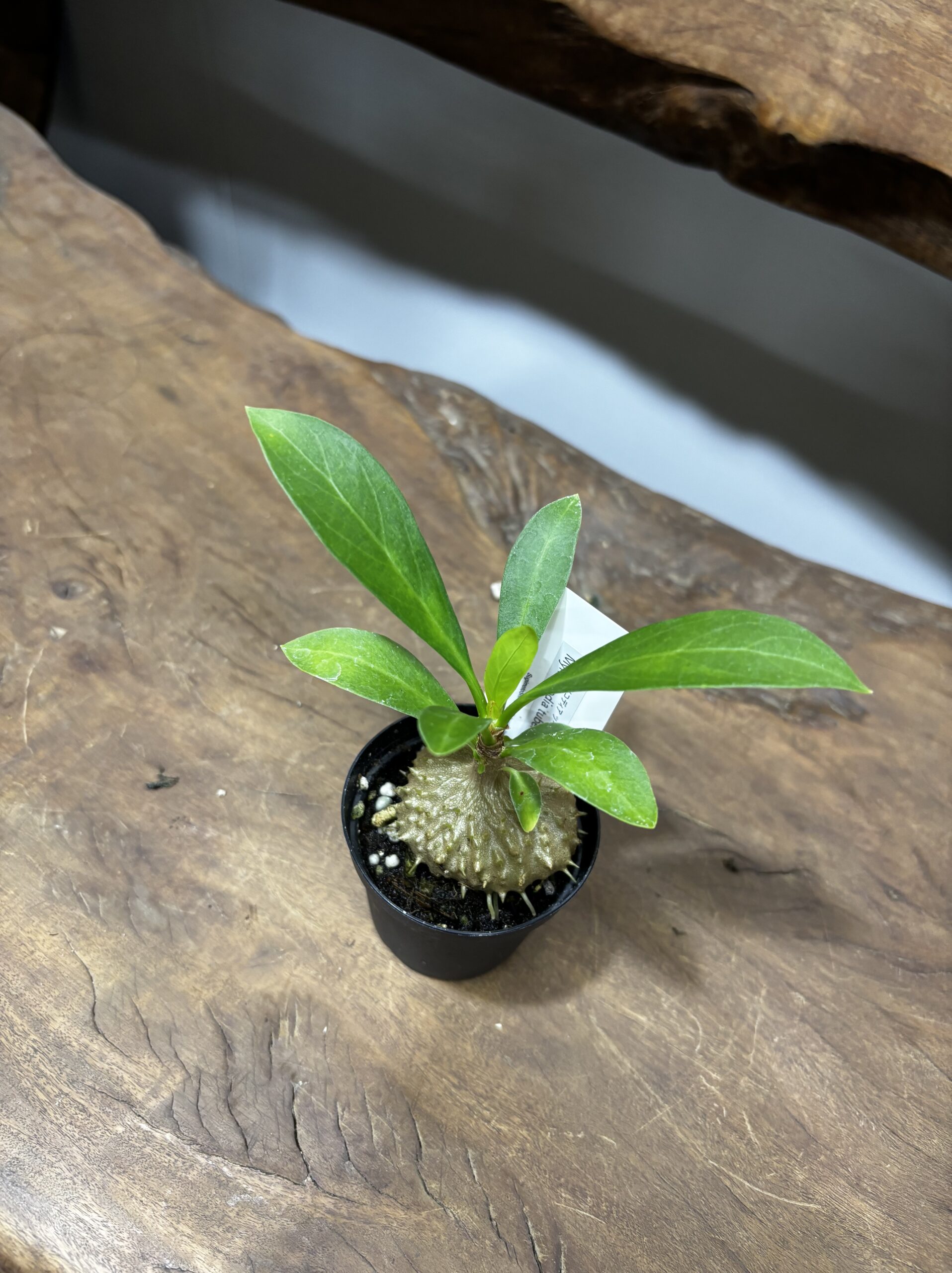 アリ植物 2号 - 画像 (9)