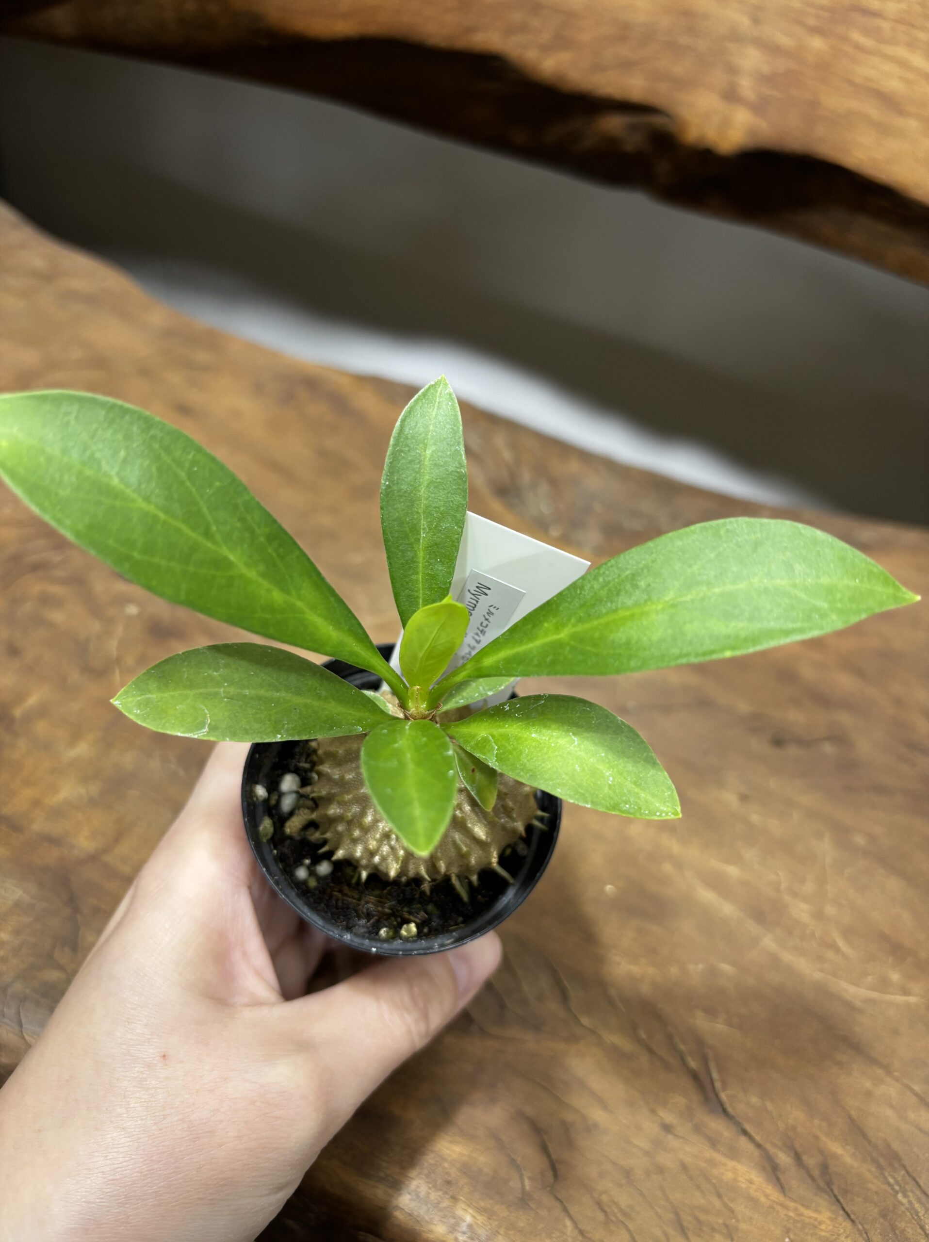 アリ植物 2号 - 画像 (11)