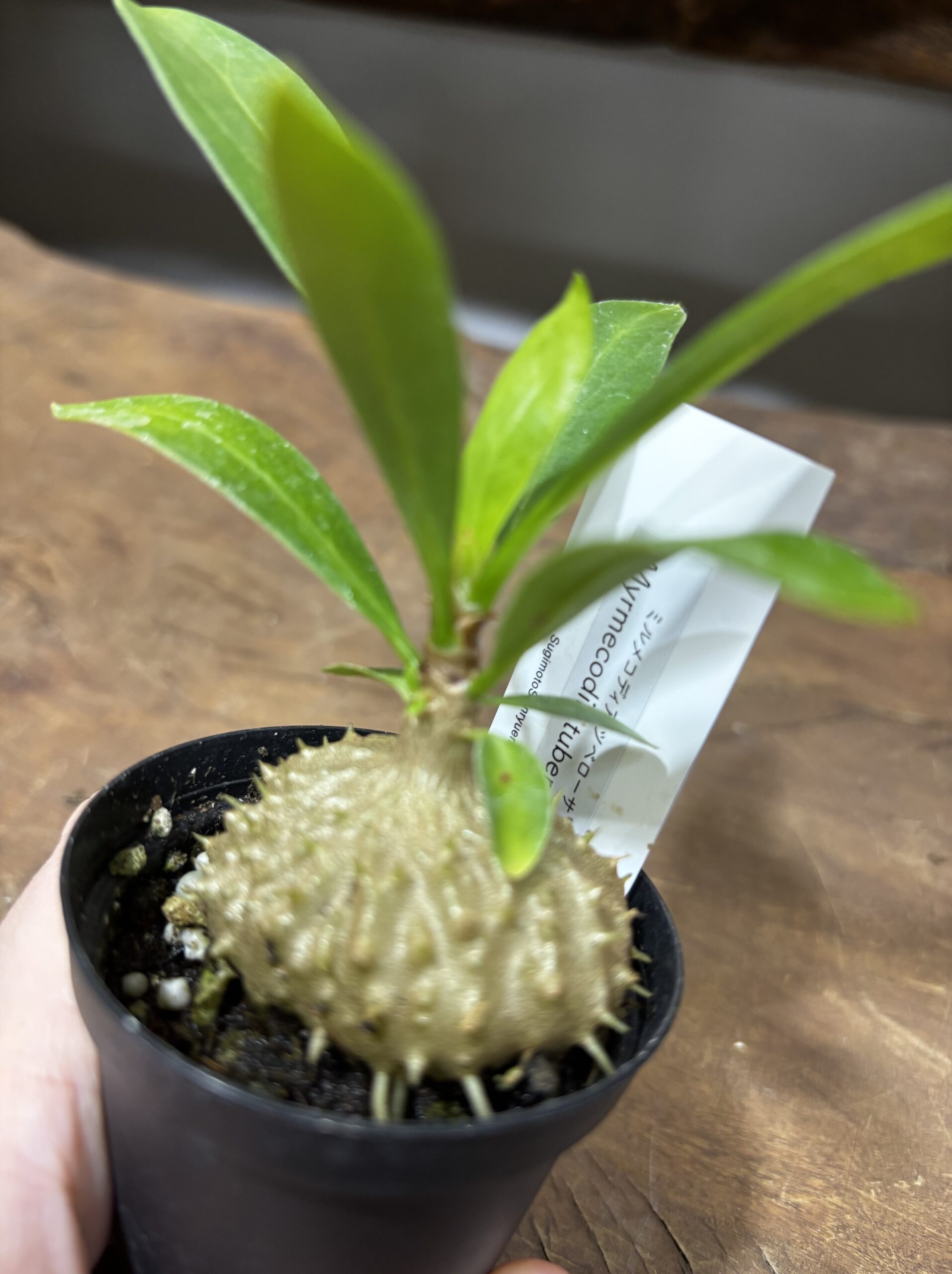 アリ植物 2号