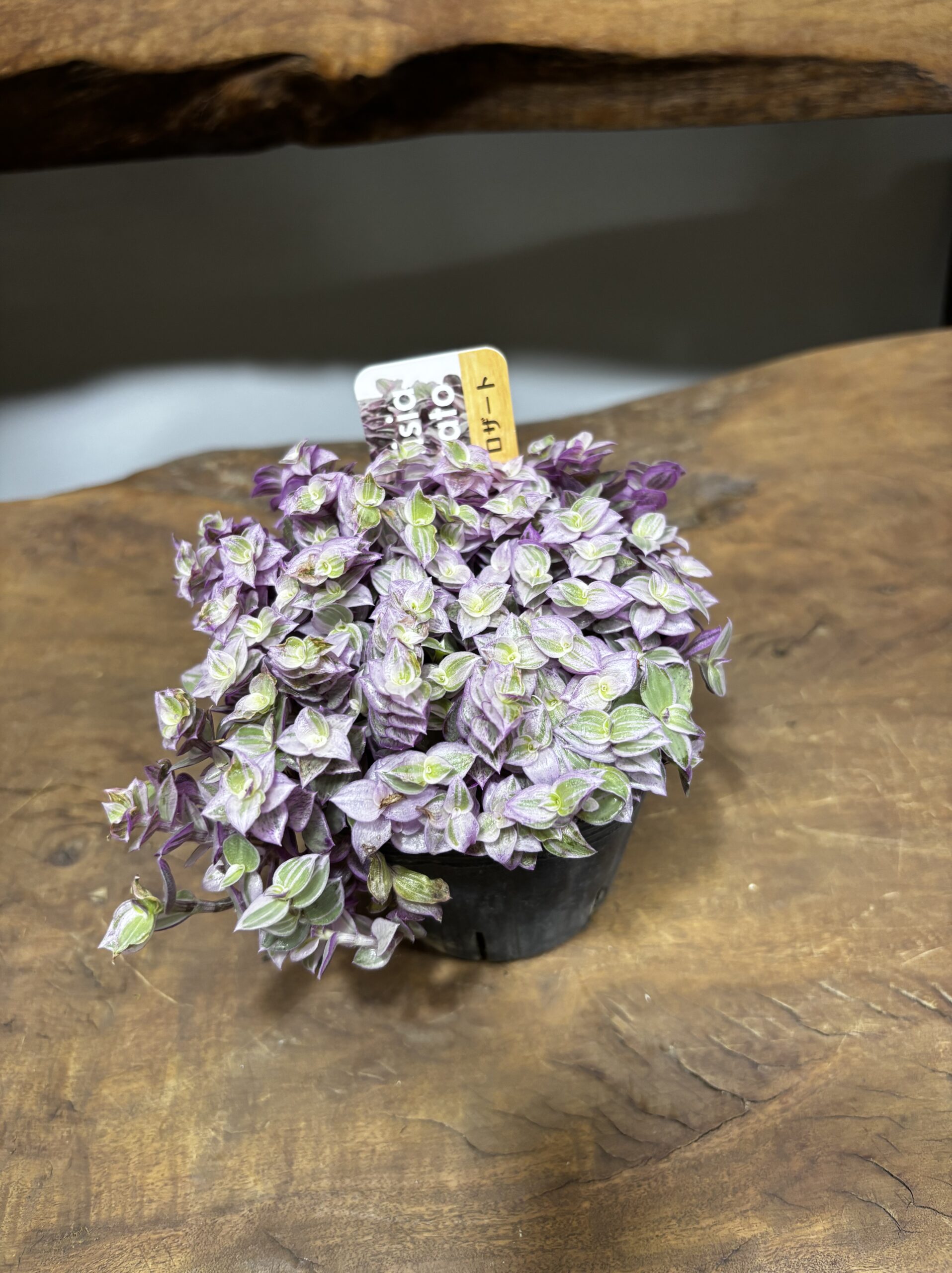 カリシア・ロザート 3号 - 画像 (2)