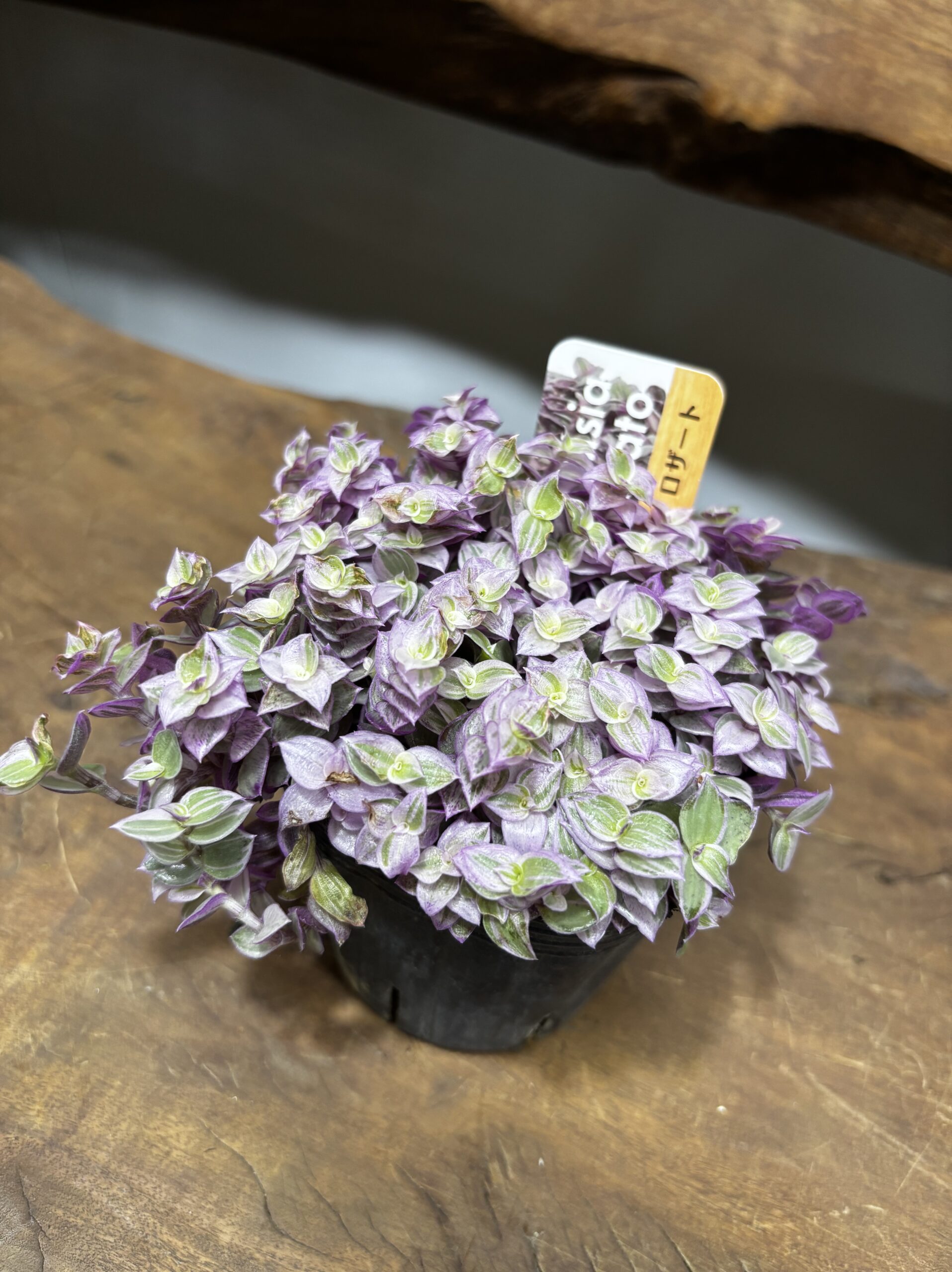 カリシア・ロザート 3号