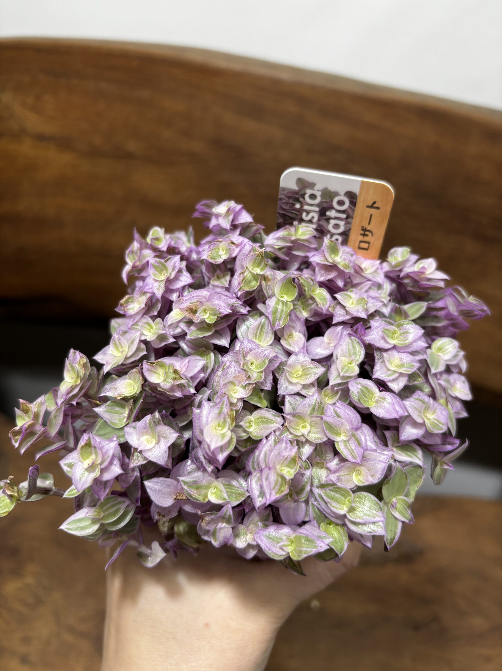 カリシア・ロザート 3号 - 画像 (3)