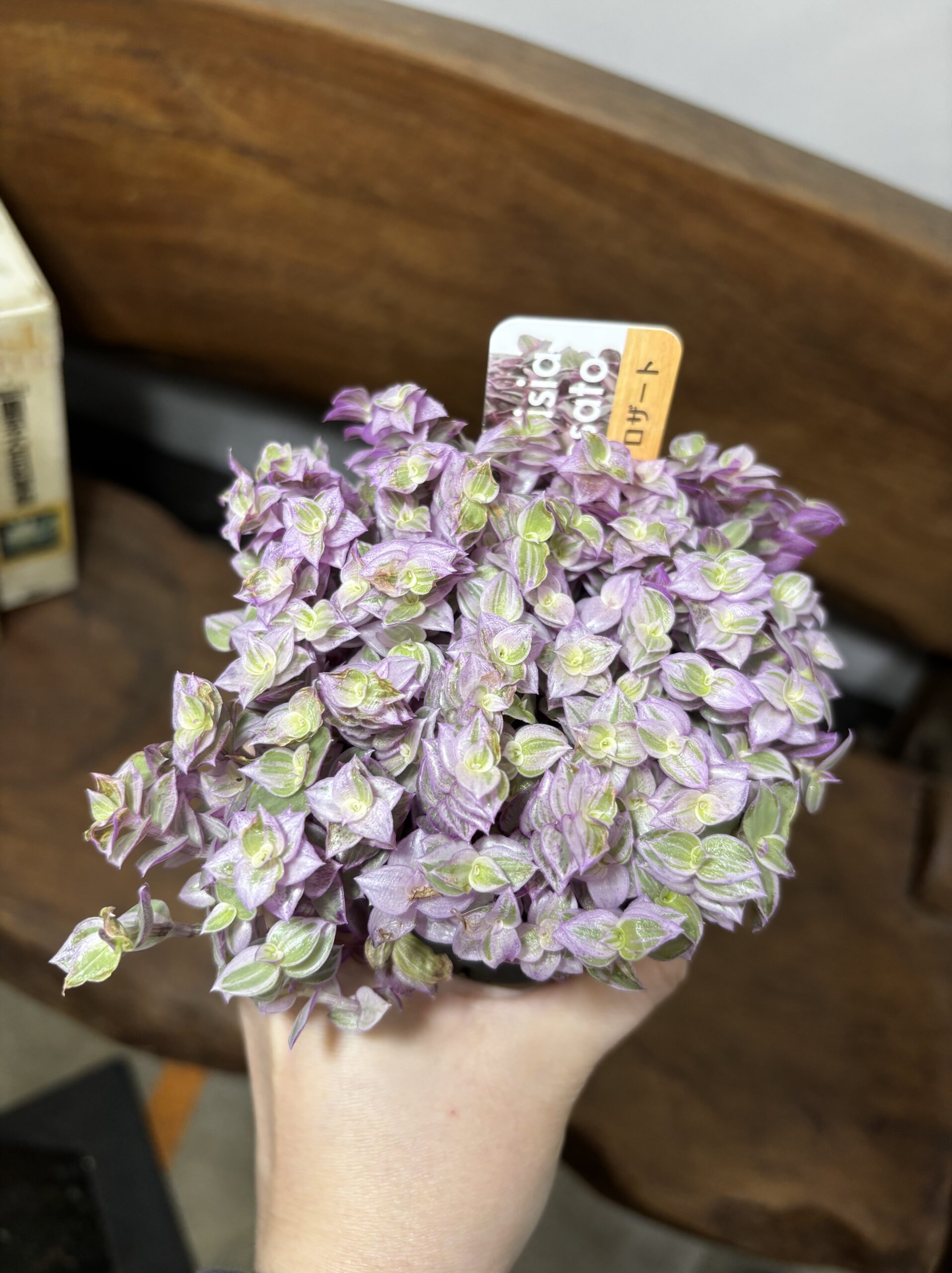 カリシア・ロザート 3号 - 画像 (4)