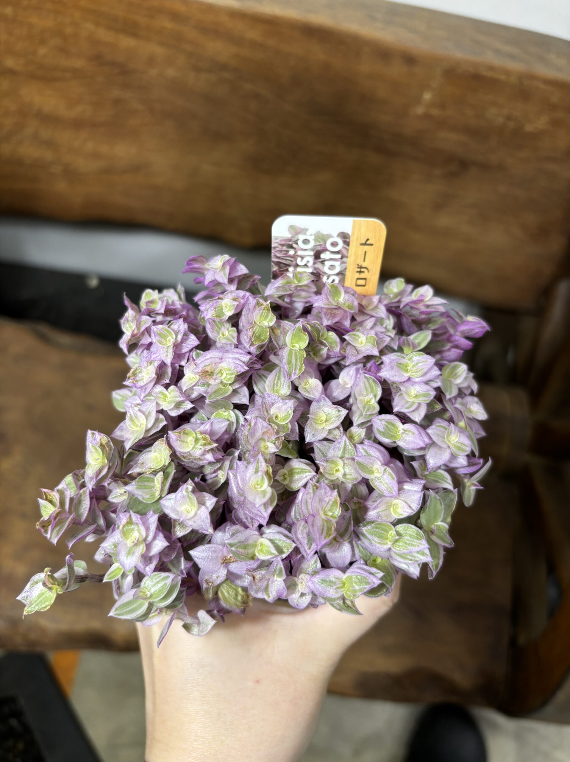 カリシア・ロザート 3号 - 画像 (5)