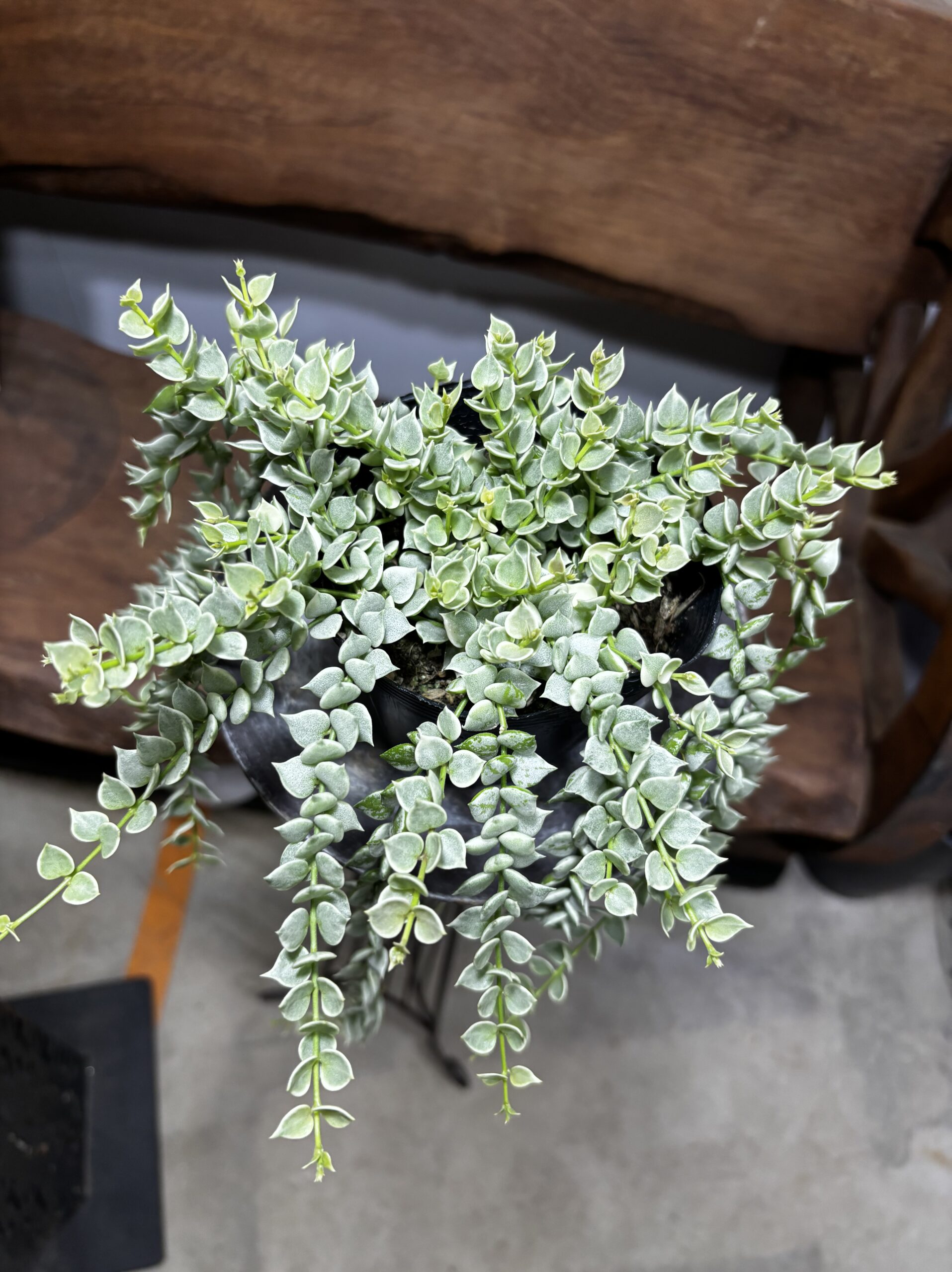 ディスキディア・ミリオンハート - 画像 (3)