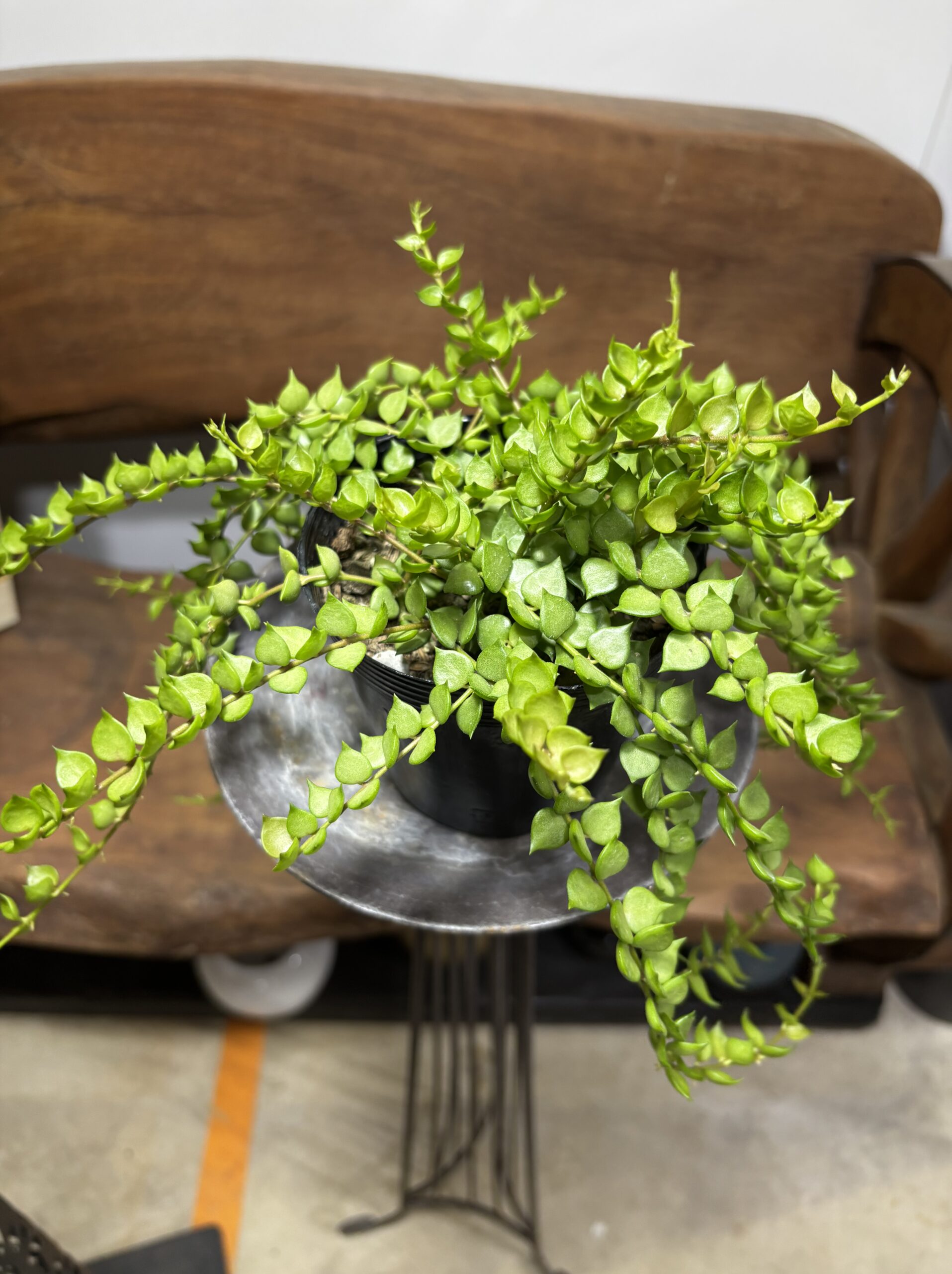 ディスキディア・ミリオンハート - 画像 (5)