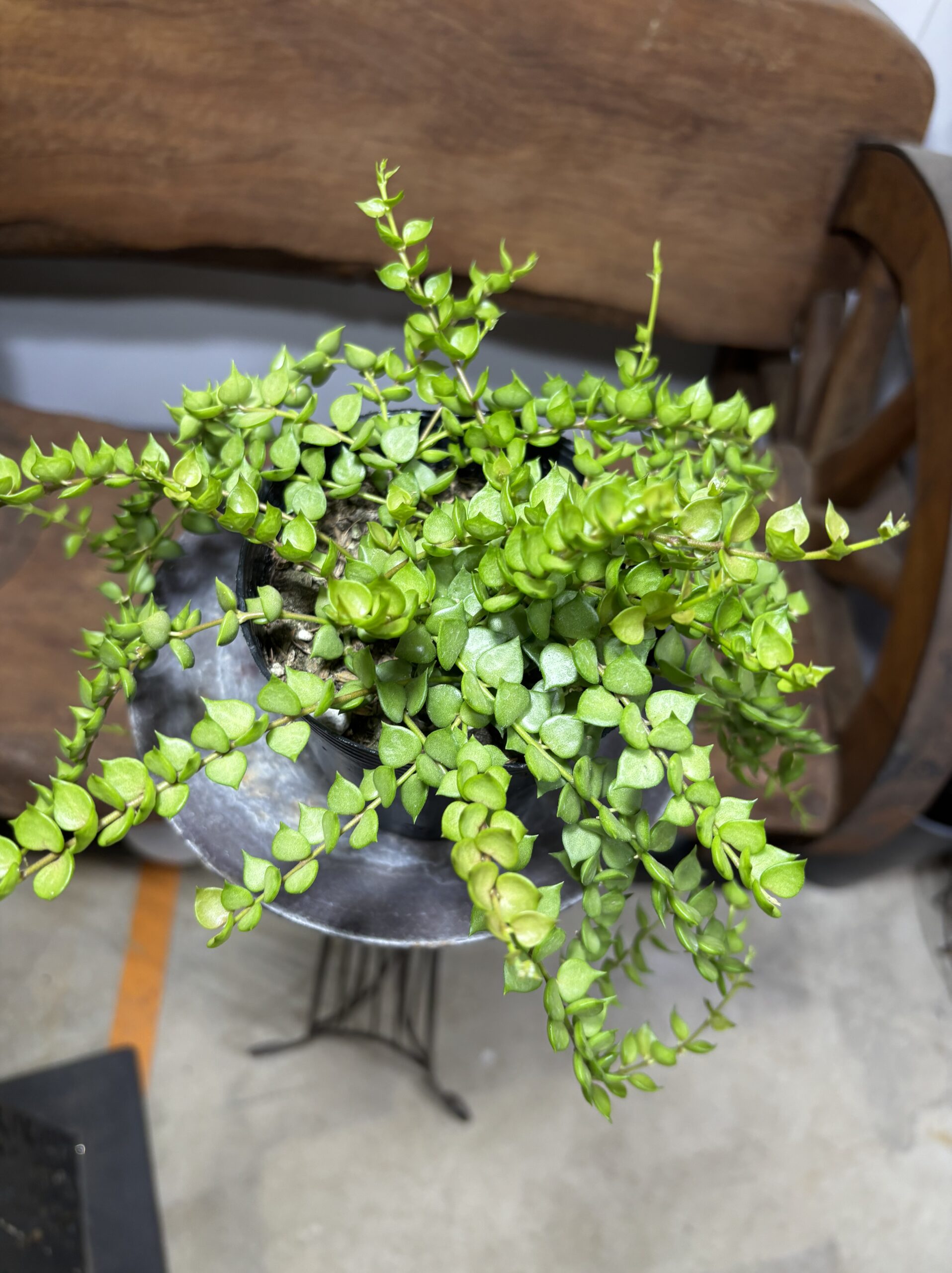 ディスキディア・ミリオンハート - 画像 (7)