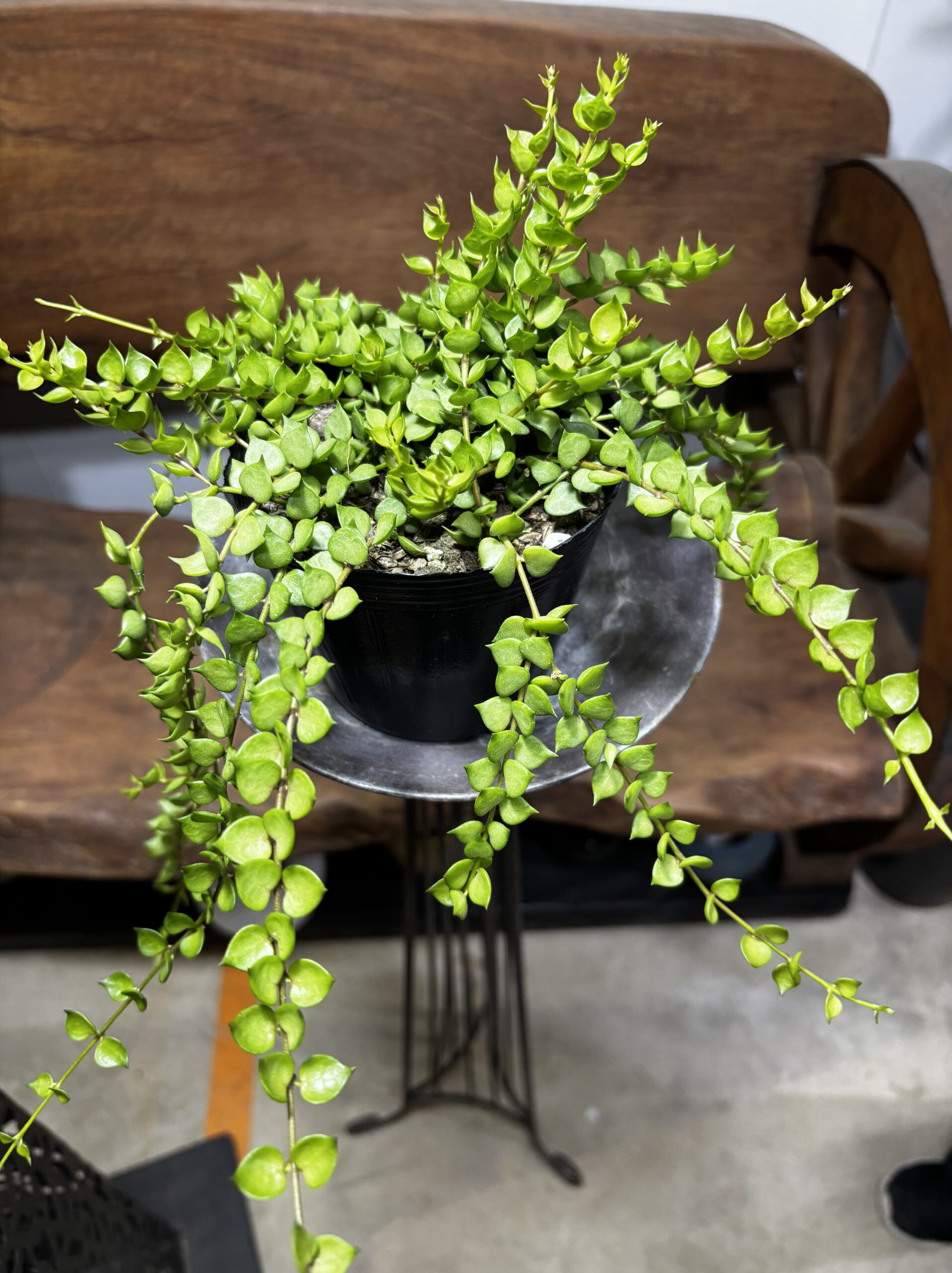 ディスキディア・ミリオンハート - 画像 (8)