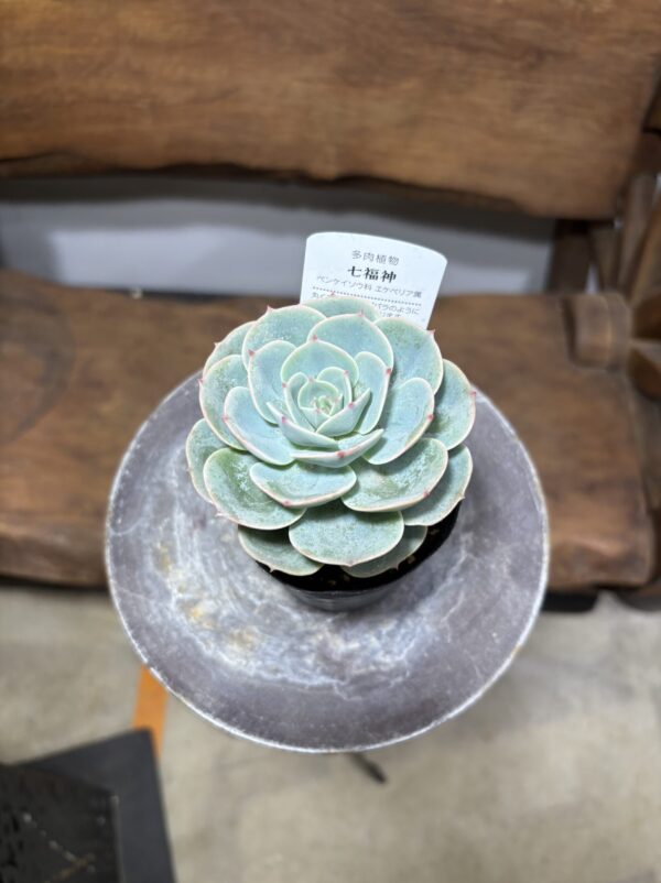 エケベリア 七福神 | Plants Shop Big Smile 通販