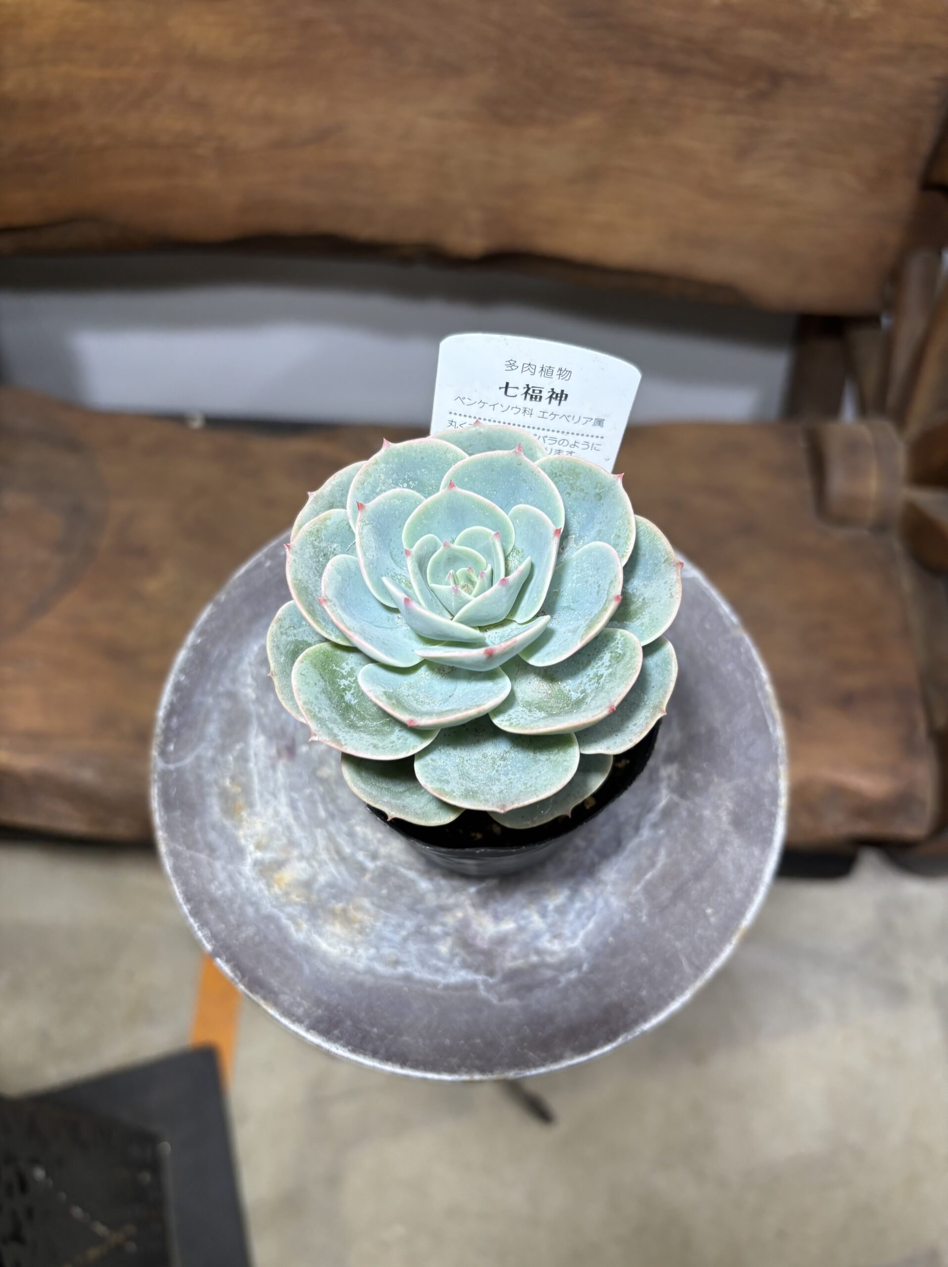 エケベリア 七福神 - 画像 (2)