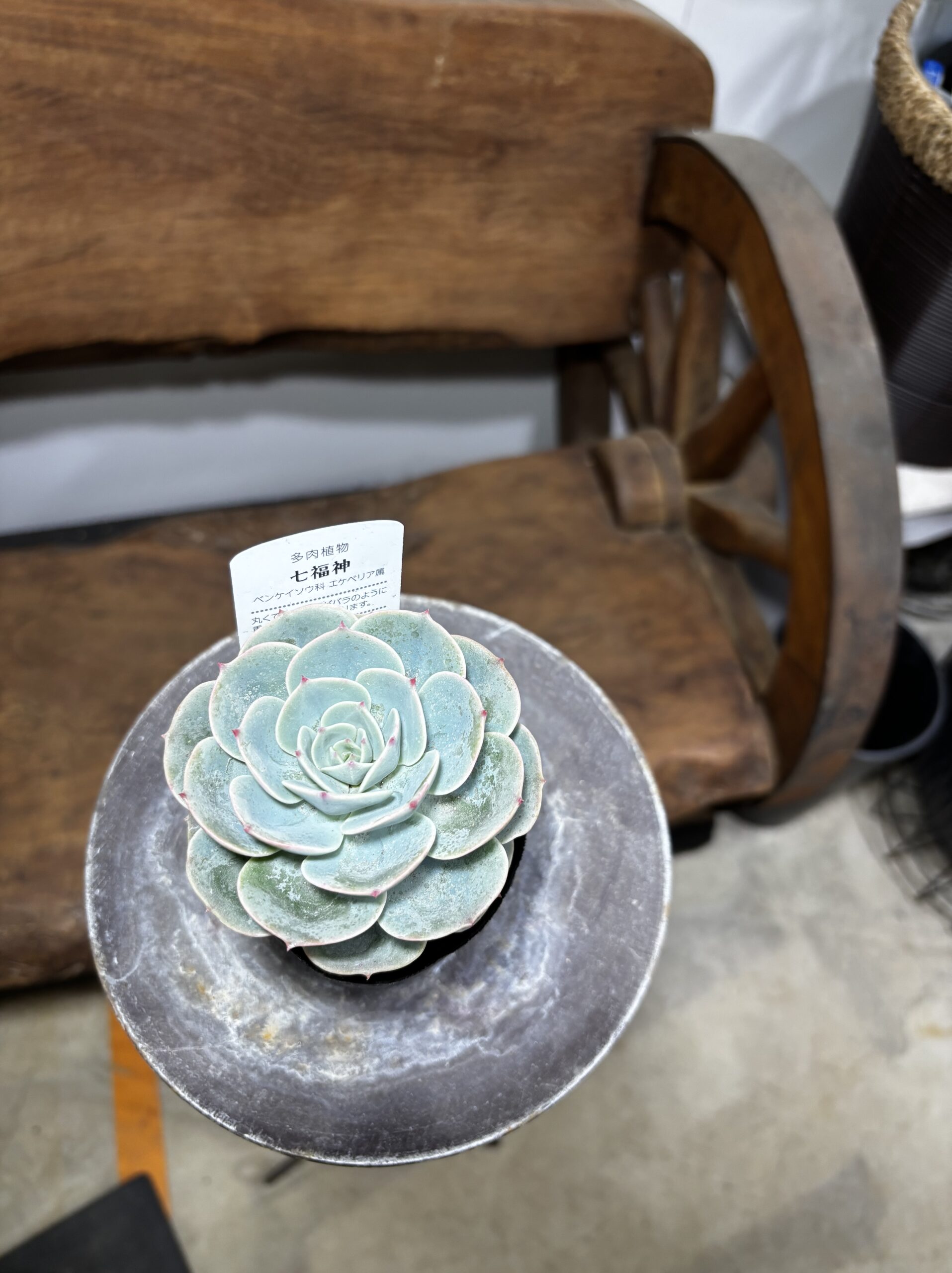 エケベリア 七福神 - 画像 (3)