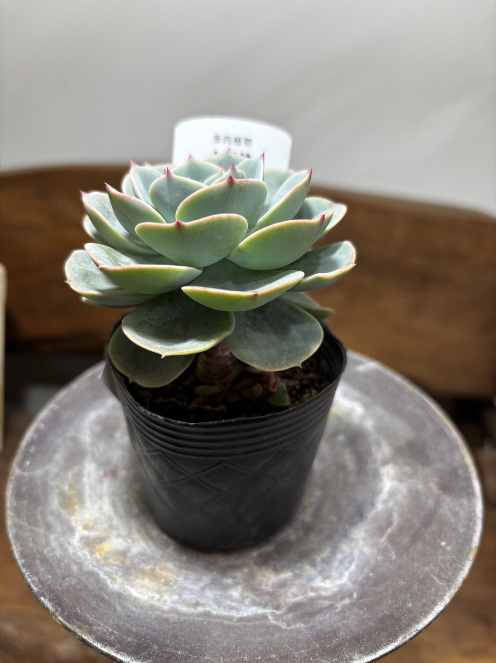 エケベリア 七福神 - 画像 (4)